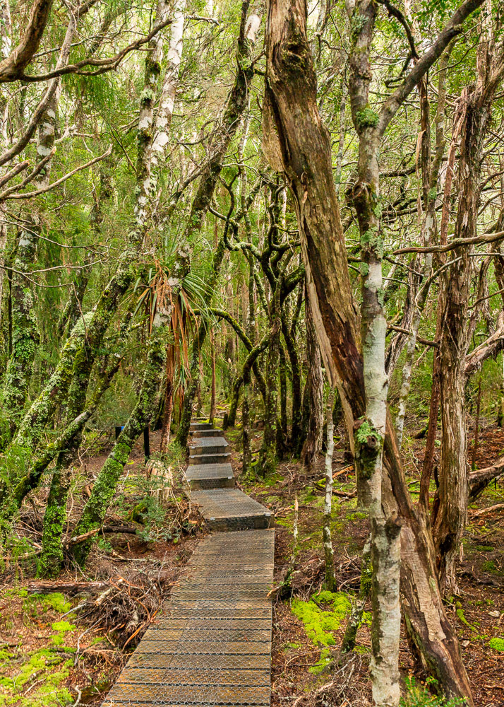Dove lake trail boardwark weaves its way through the moss laden tea-tree forest.