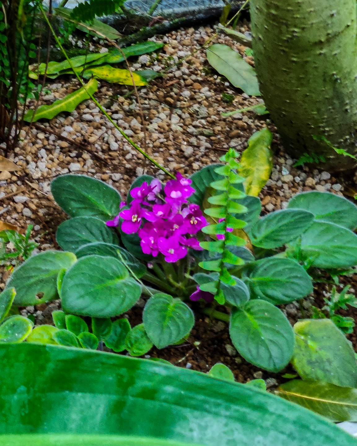 Shinjuku-Gyoen Gardens, exotic plants in the nursery.