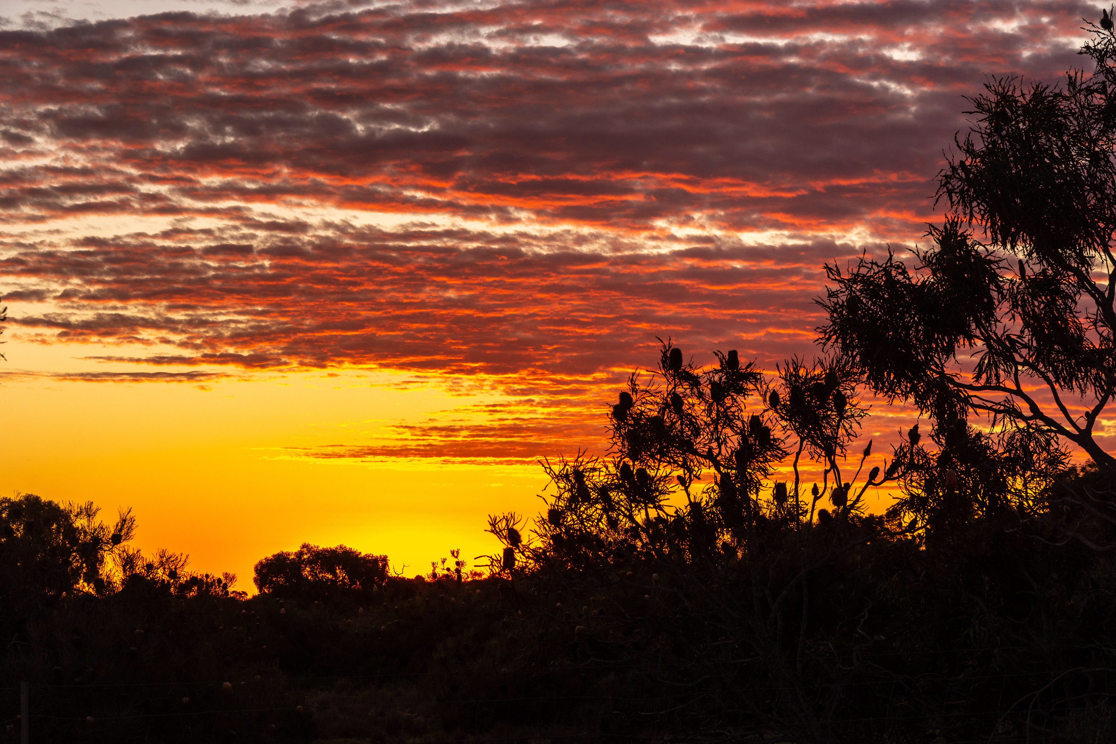 Golden sunset burnish the dark clouds with hues of gold and pink, in the forground Banksia are shilouetted against the sky