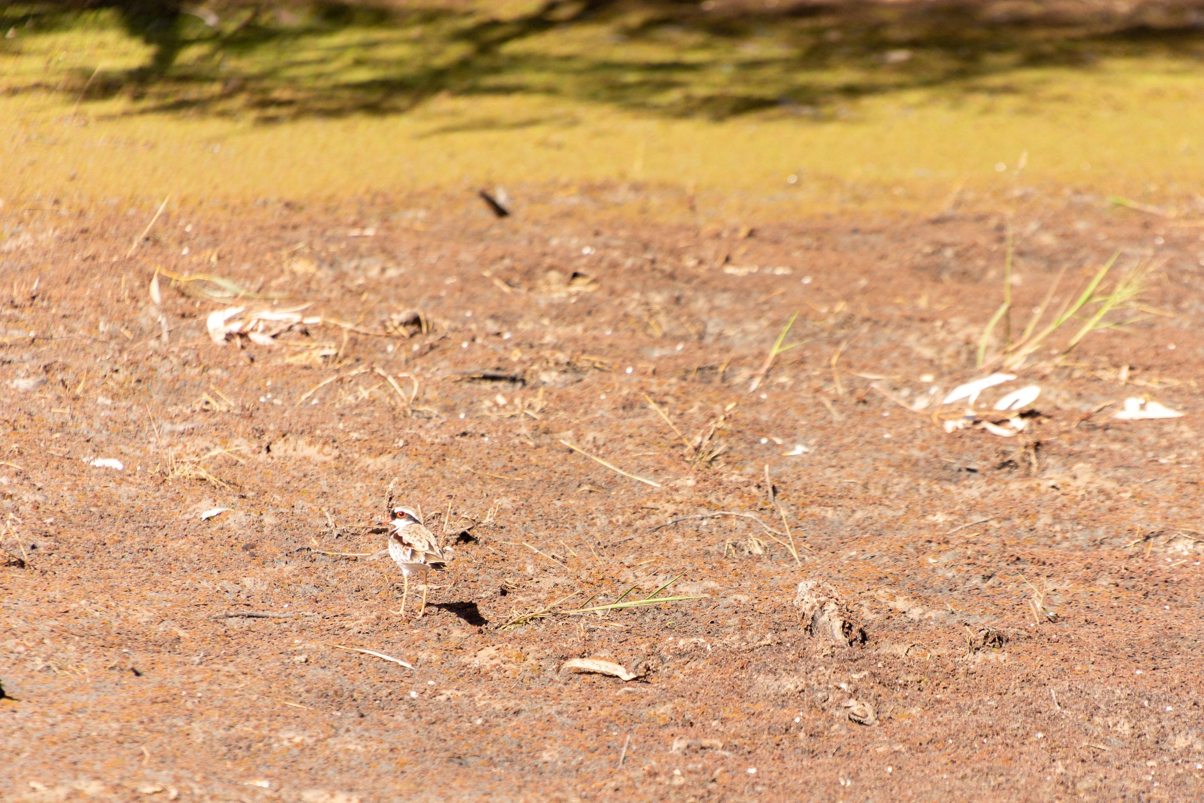 Black-fronted Dotterel.