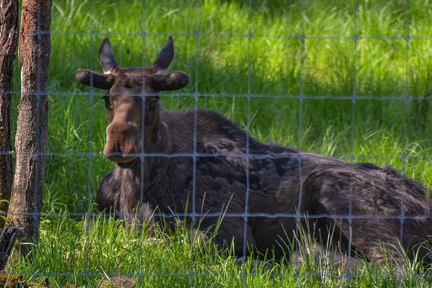 Our only sighting of a moose, its new antlers are just appearing