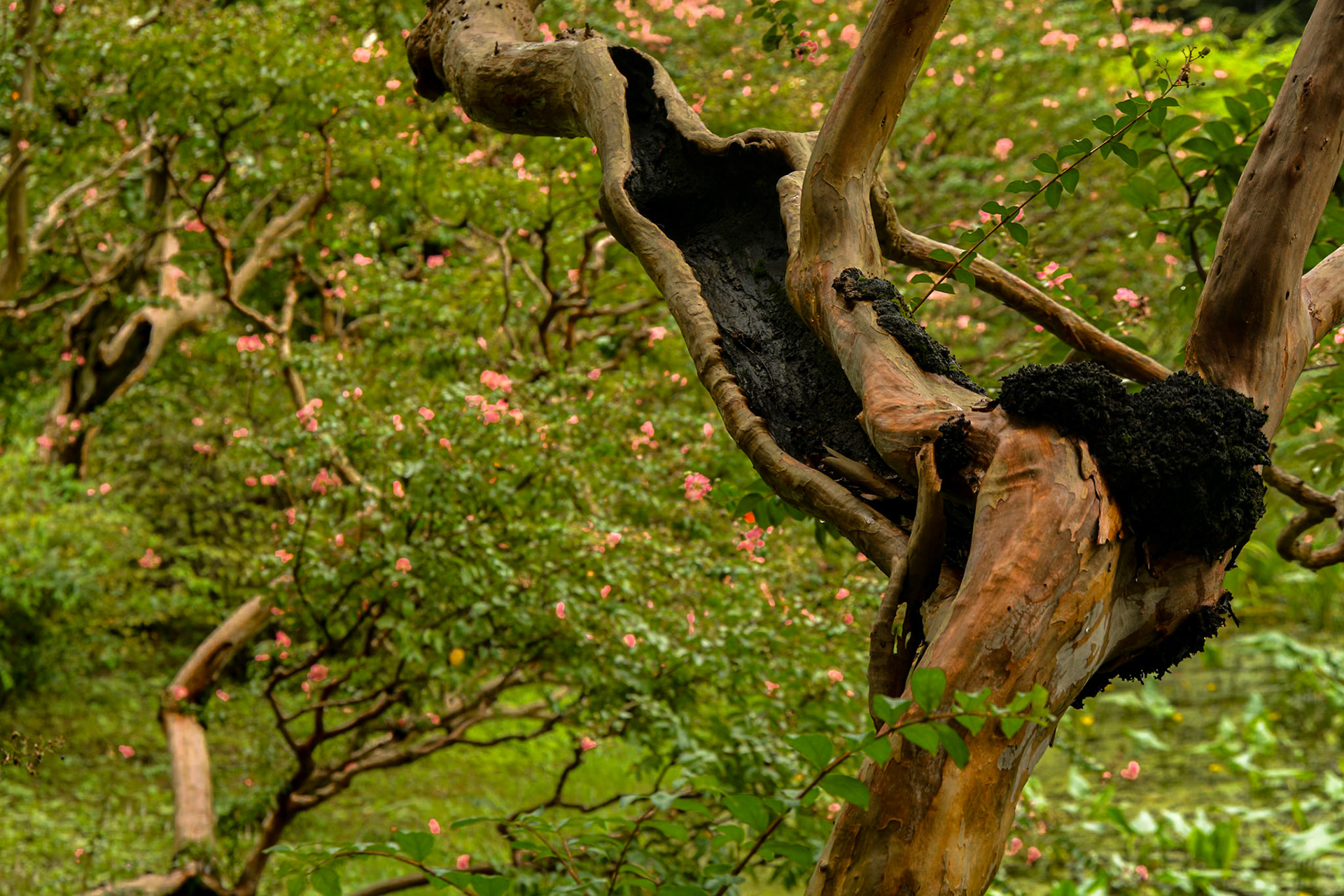 Ninomaru Gardens, a Crepe Myrtle with split personality.