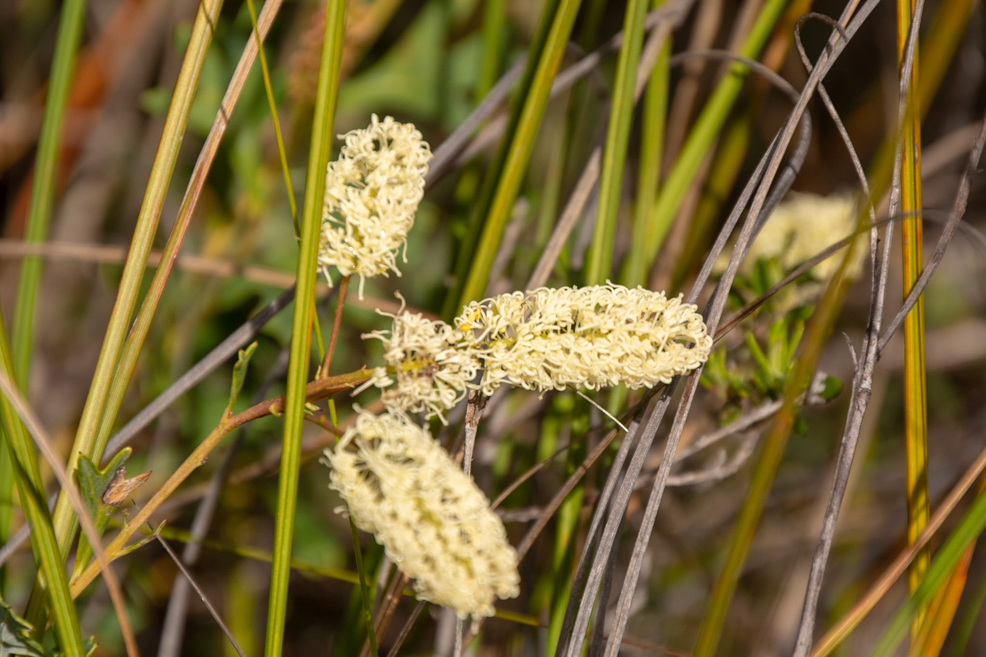 Hakea blooms