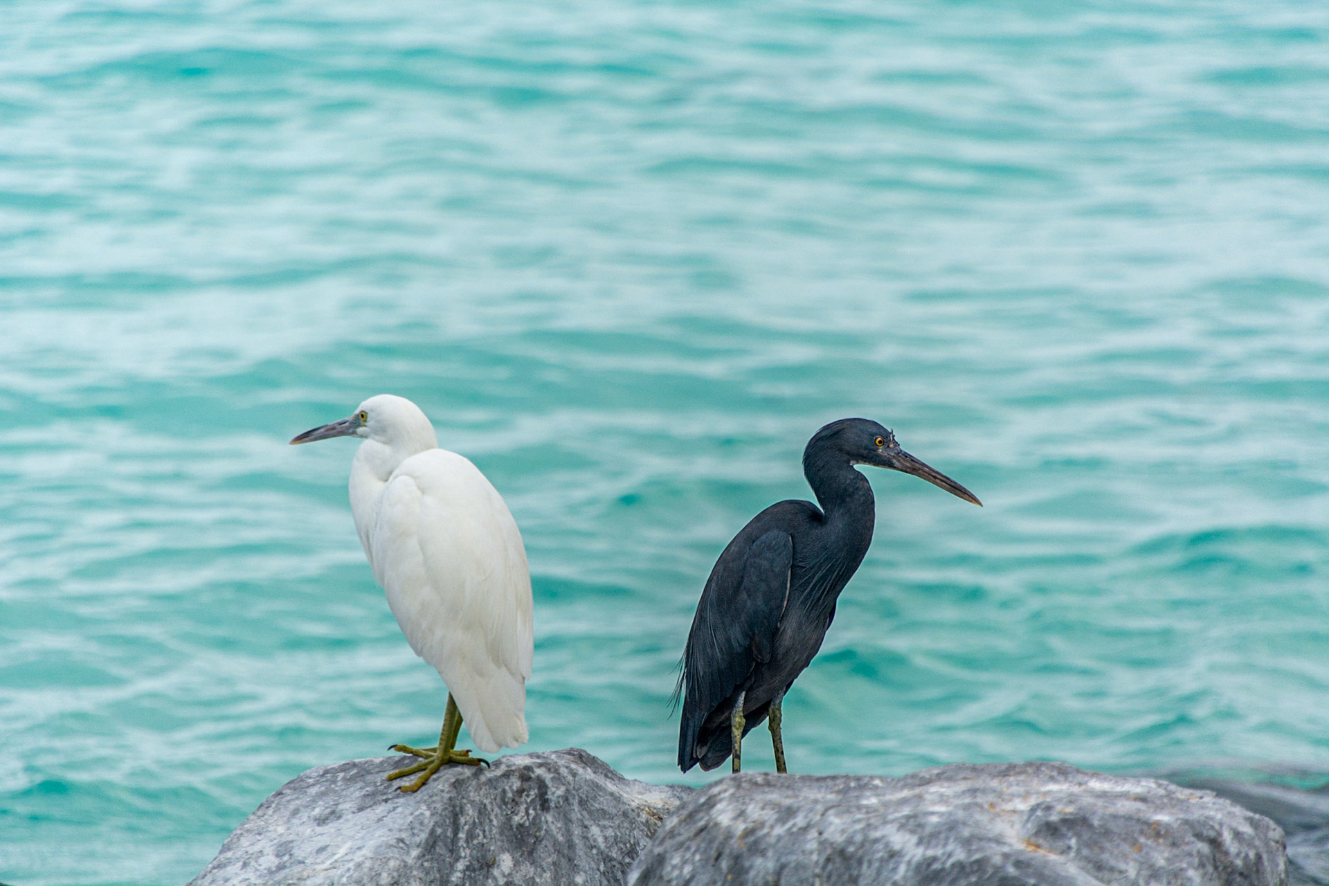 Opposites - Pacific Reef Herons White and Dark Morph.
