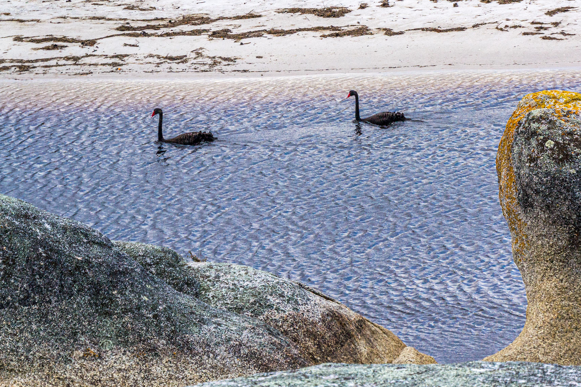 A pair of black swans enjoy an early morning paddle.