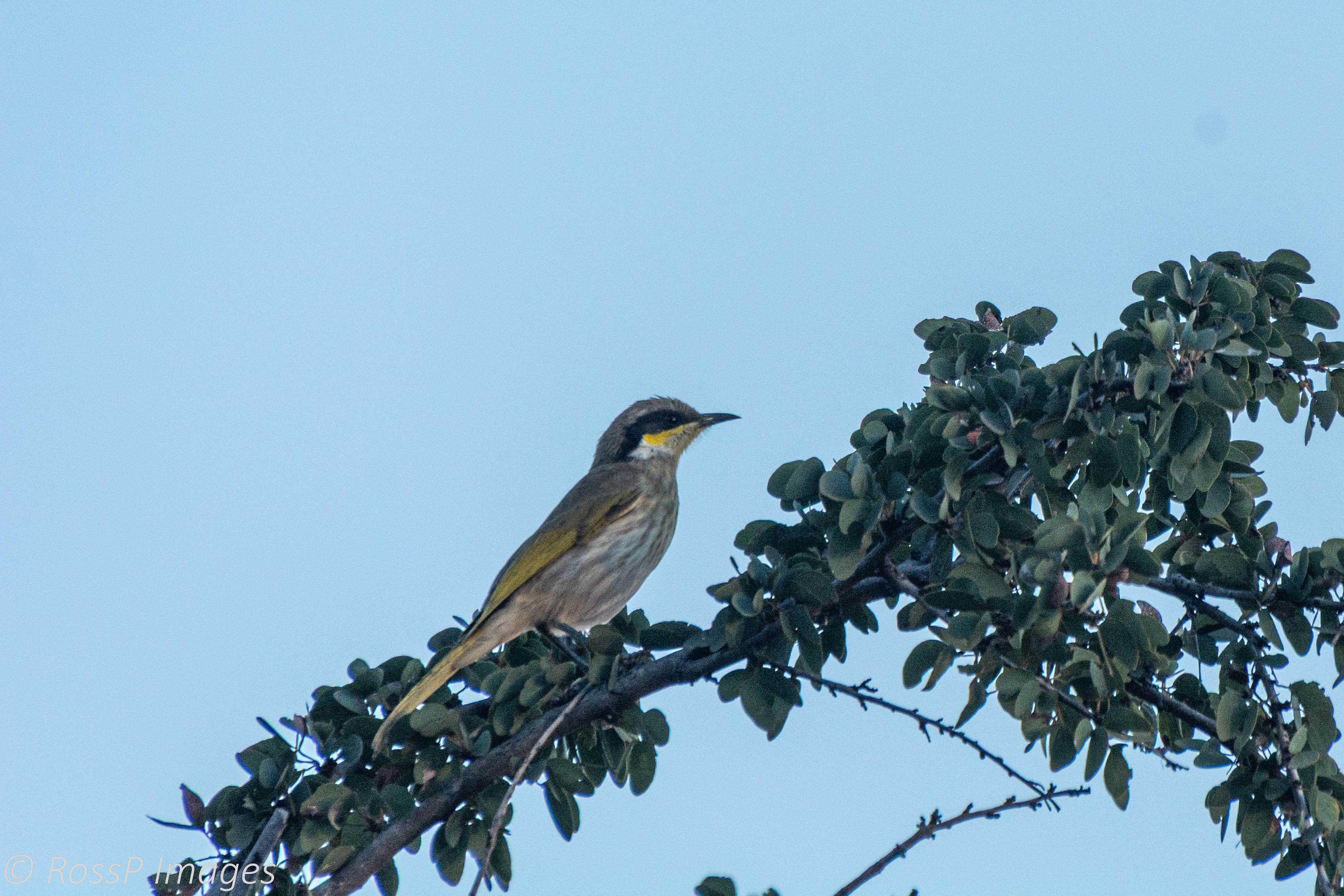 Singing Honeyeater.