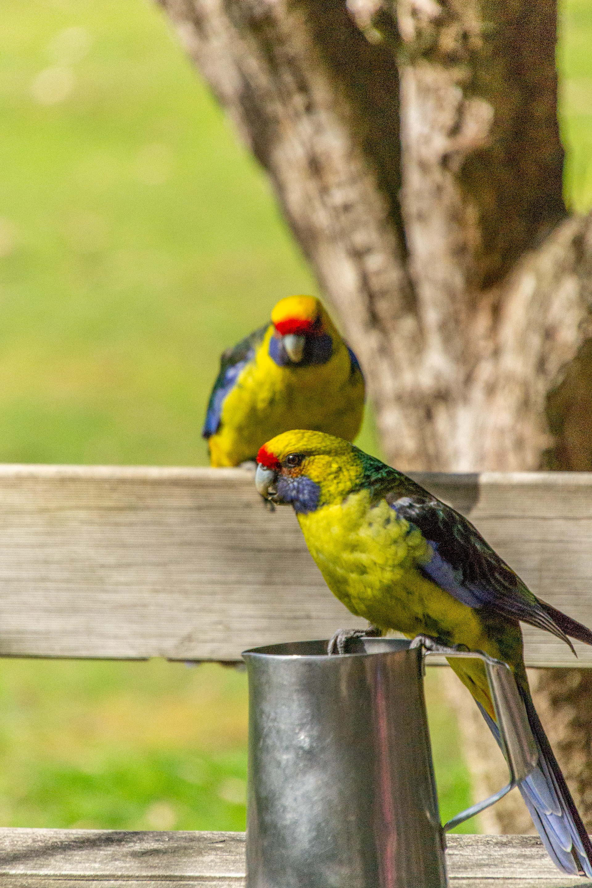 Green Rosellas check out the tankard contents.n Rosellas