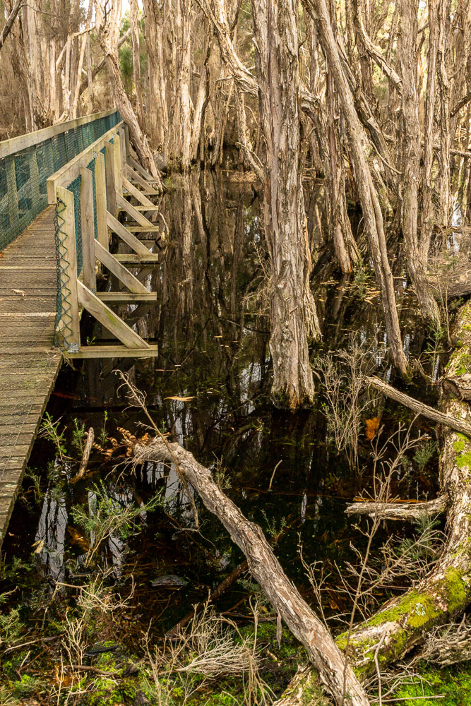 Tannin stained waters submerge the roots of the tea-trees in the forest.