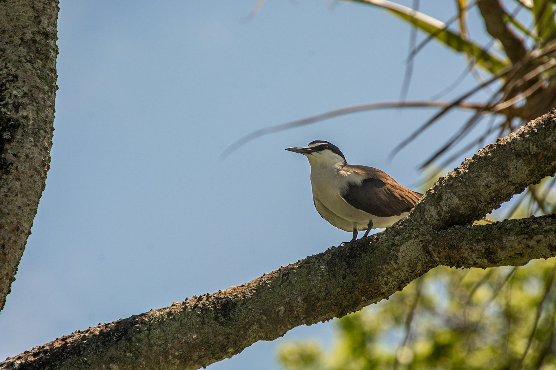 Heron Island (unidentified bird)