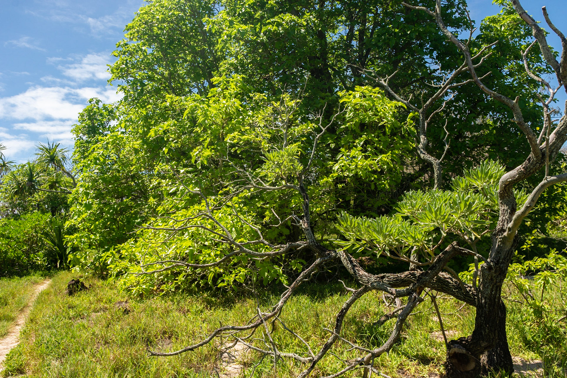 Only one Pisonia tree with full foaliage, the rangers couldn't explain why it escaped the catepillars.