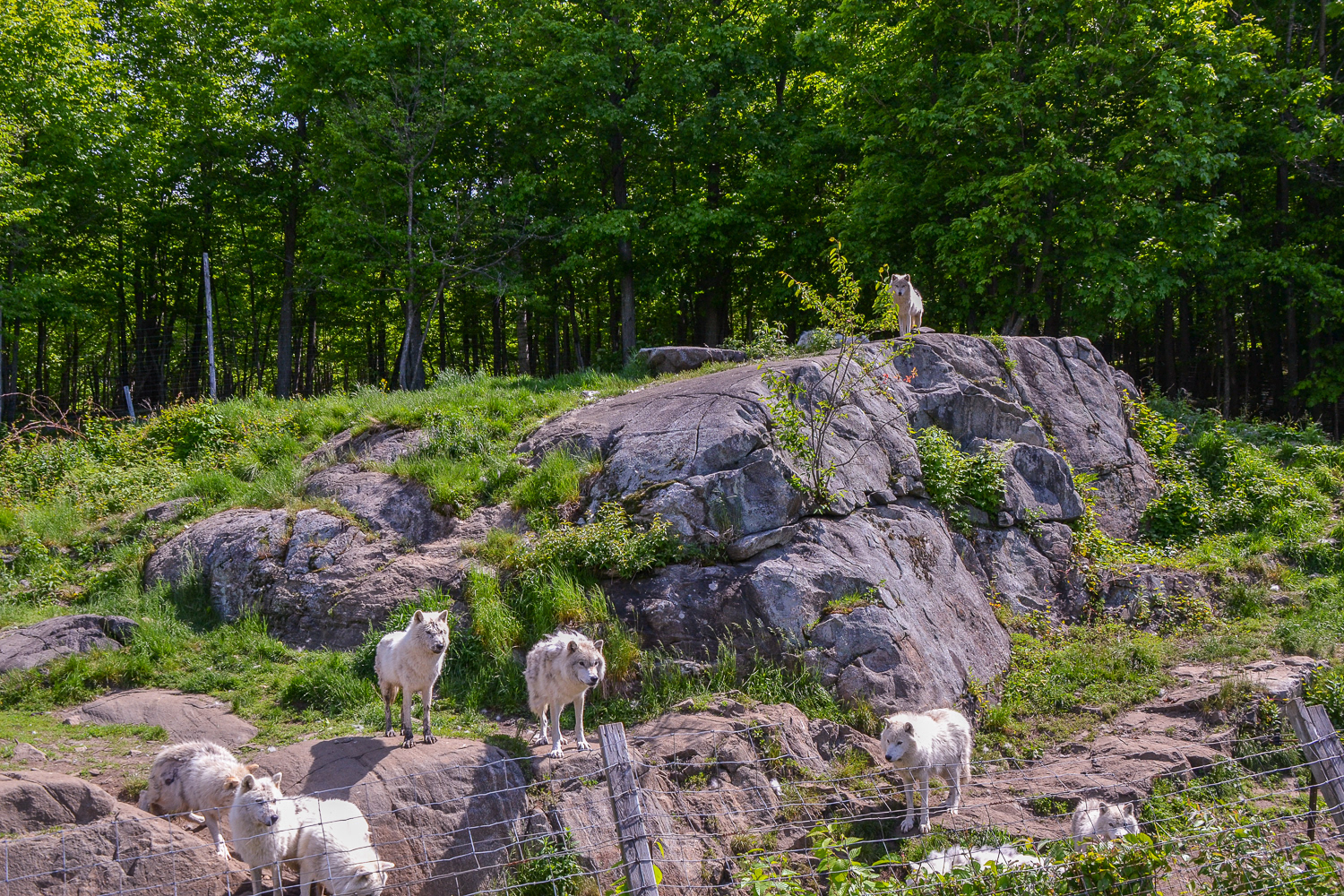 A pack of Arctic Wolves with their pack leader watching over.