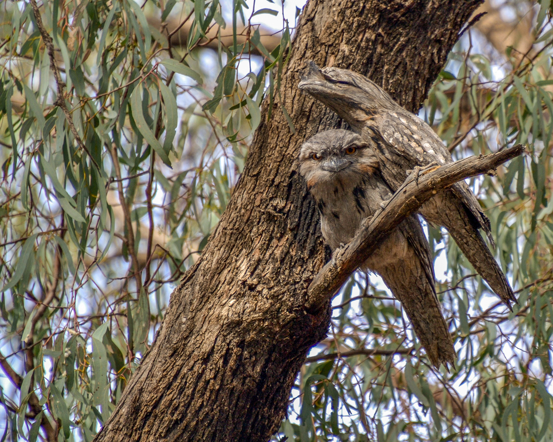 Wildlife abounds - a pair of Tawny Frogmouths perch on a branch.