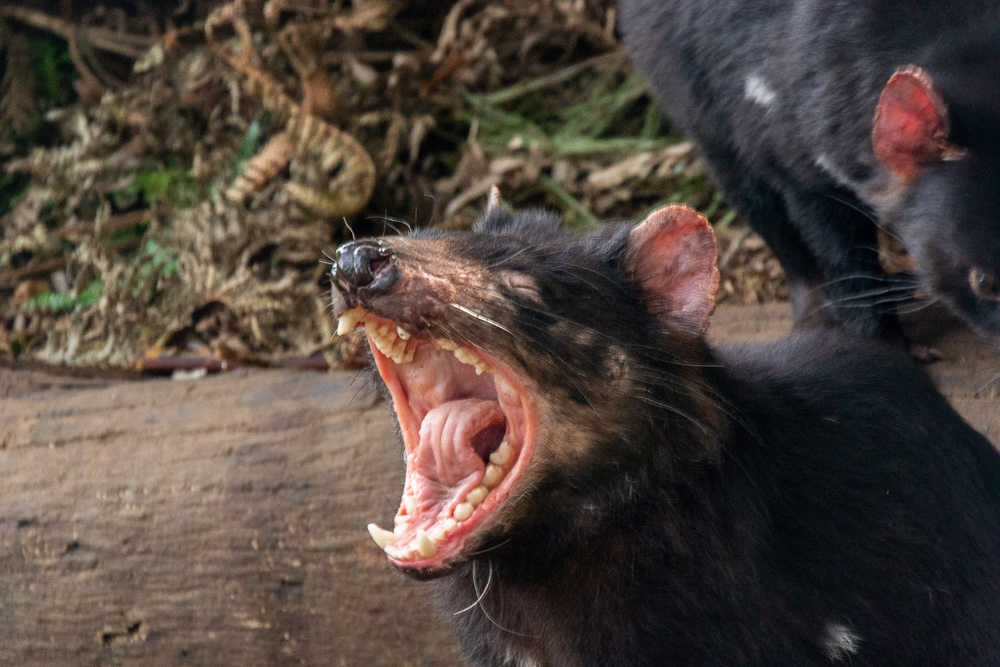 The fearsome jaws of a Tasmanian Devil.