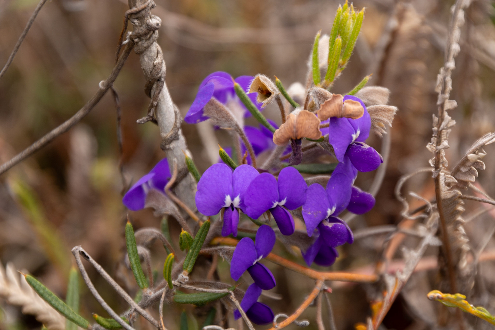 Wildflowers of all shapes and colour abound throughout the park.