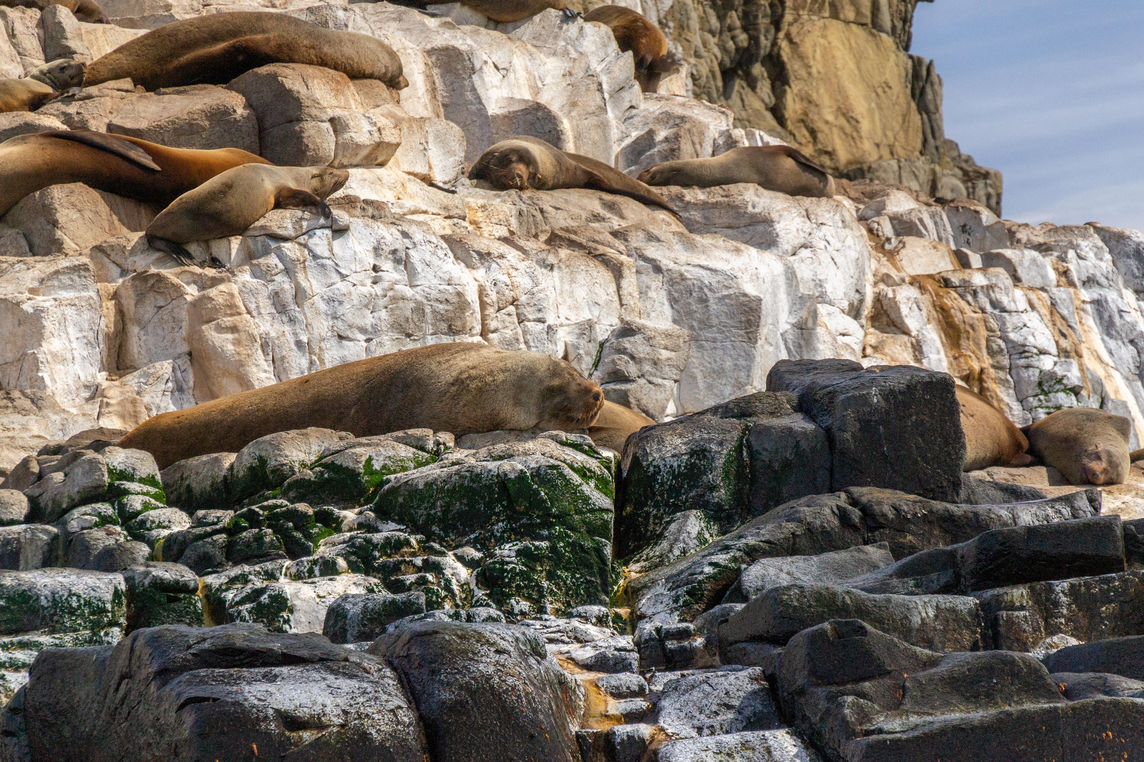 Australian Fur Seals bask in the sunshine oblivious to our presence.