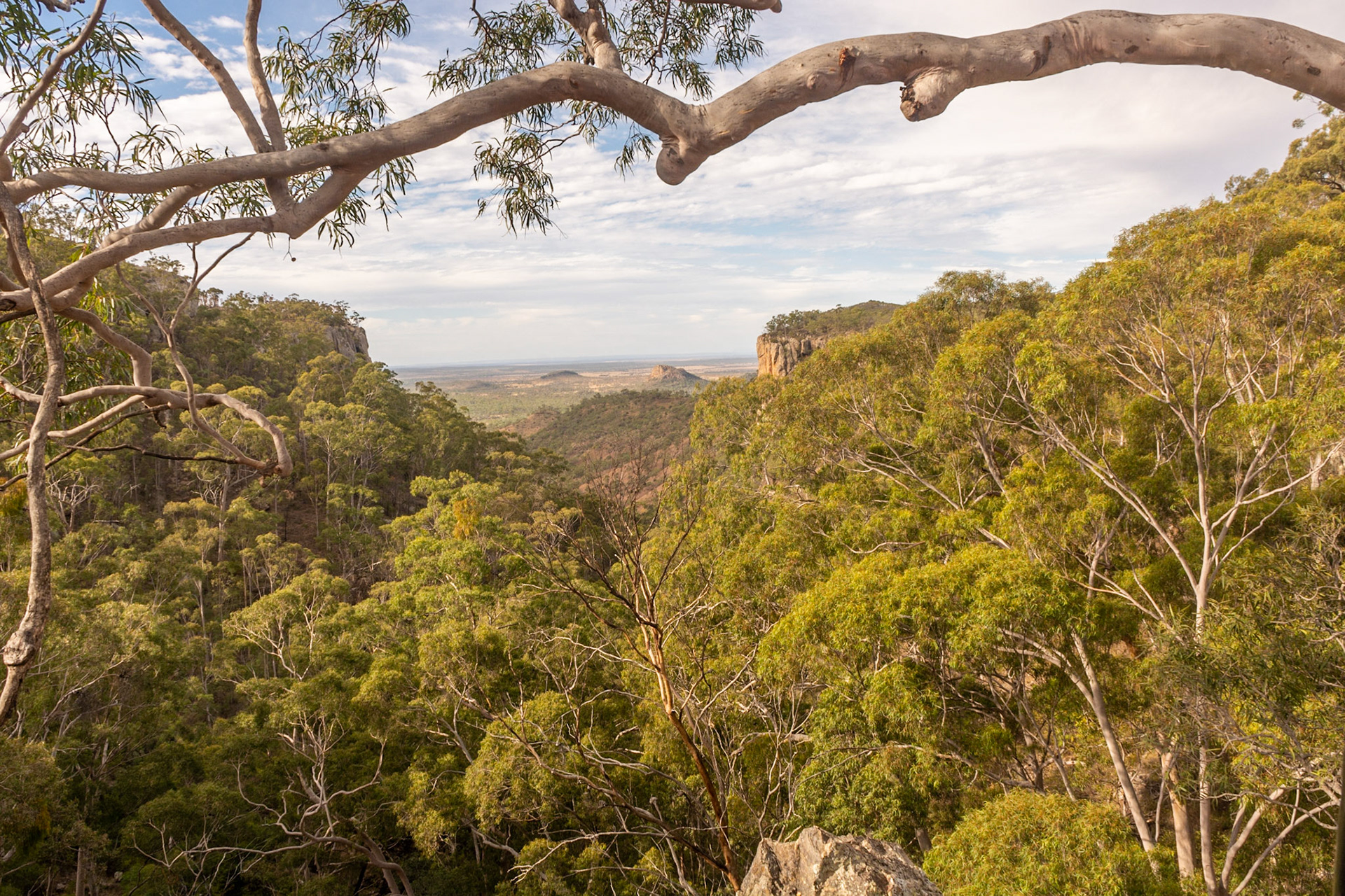 Views at Fred's Gorge look out over grassy open woodlands, mountain coolibah, silver-leaved ironbark and gum-topped bloodwood, macrozamias and grasstrees.