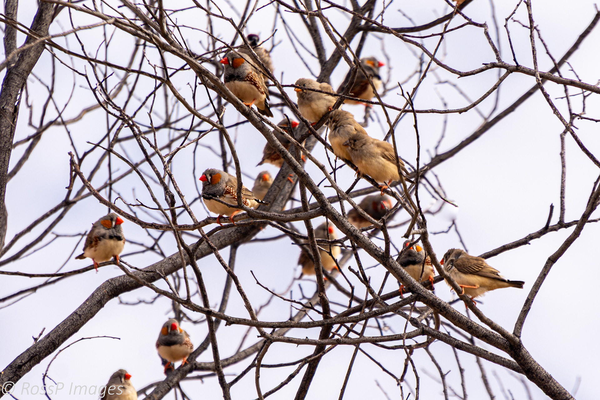 Flocks of Zebra Finches are attracted to the nearby permanent water source.