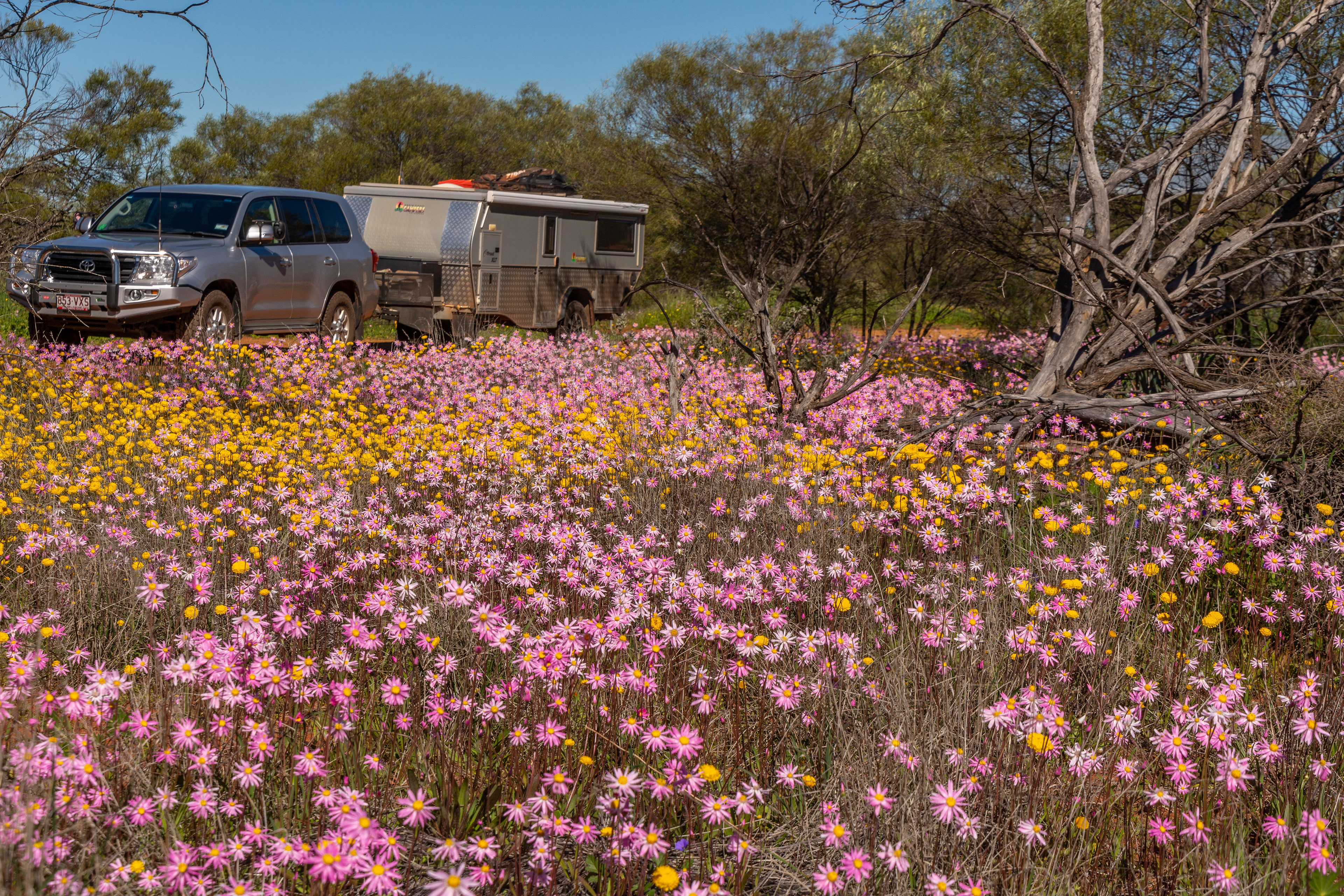Parked amongst fields of Everlastings on our journey to Coalstream