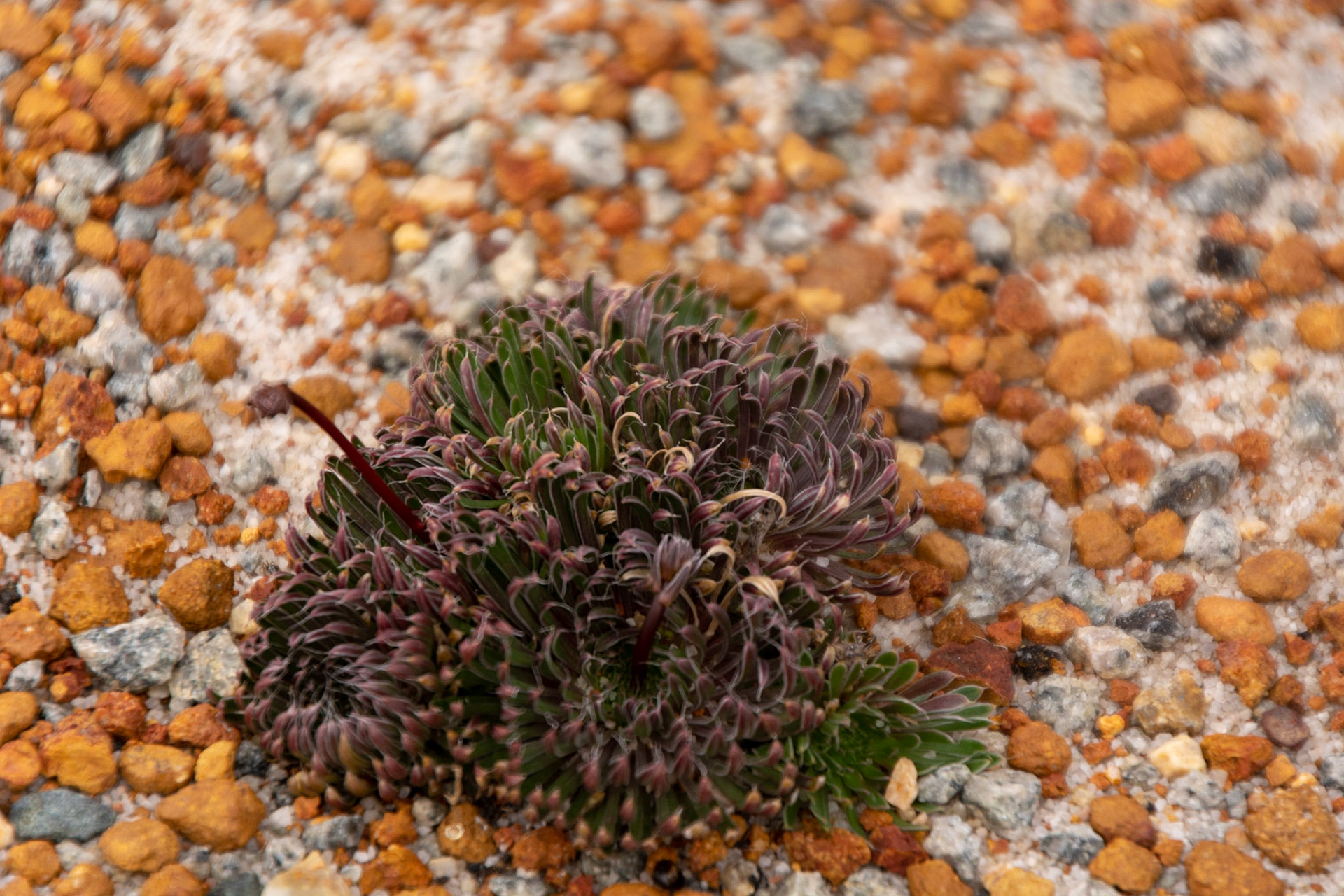 No flower but an intriguing plant growing in the gravelly quartz