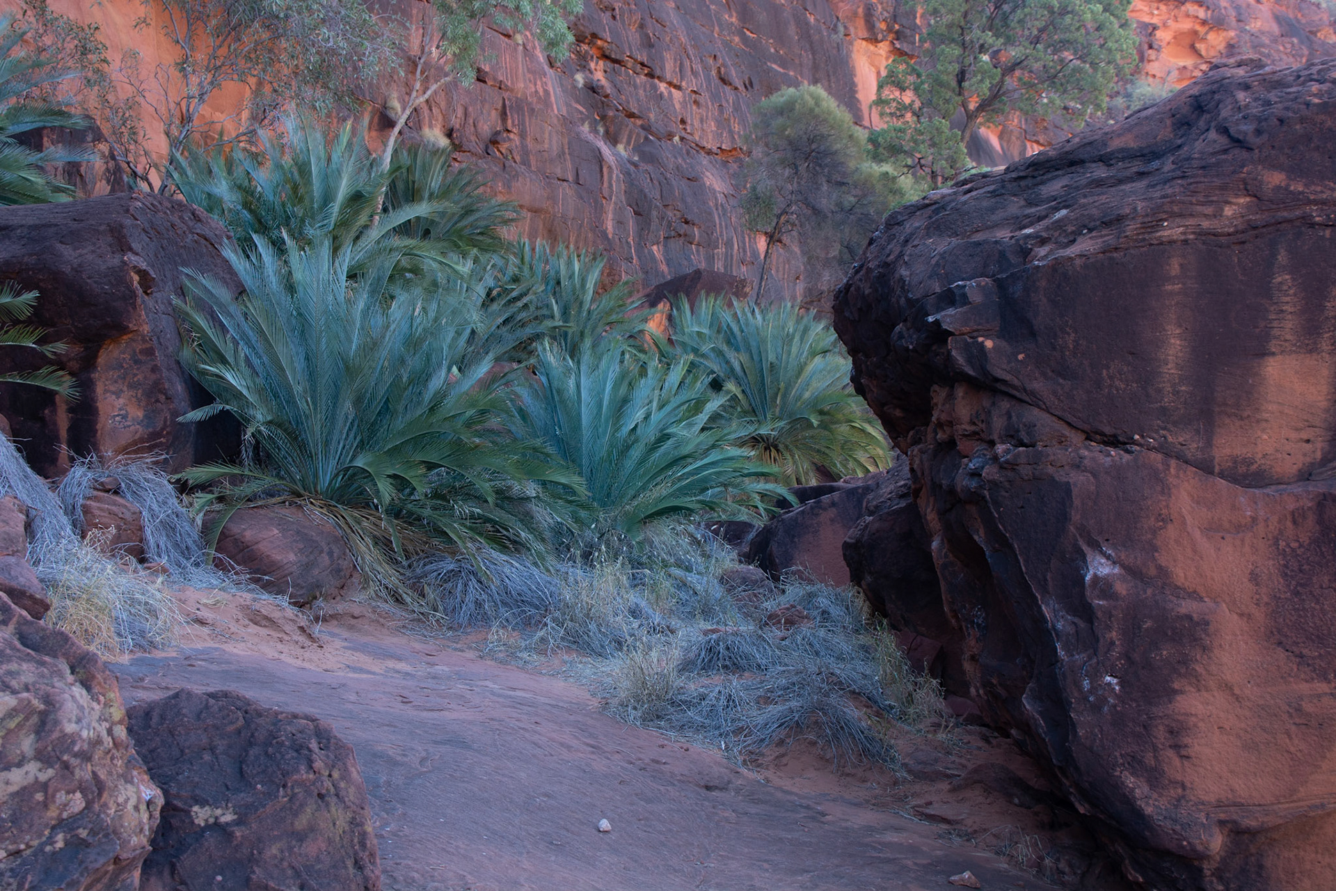 The MacDonnell Ranges Cycad grows only in the central Australian ranges (although there are other varieties elsewhere)