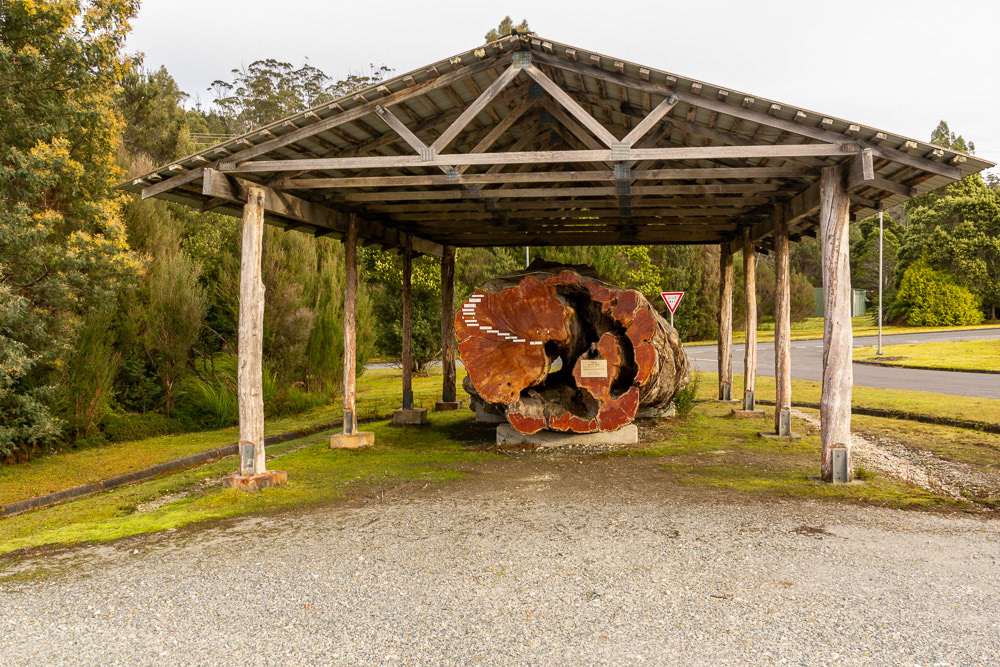 A giant Huon Pine thkes shelter from the elements.