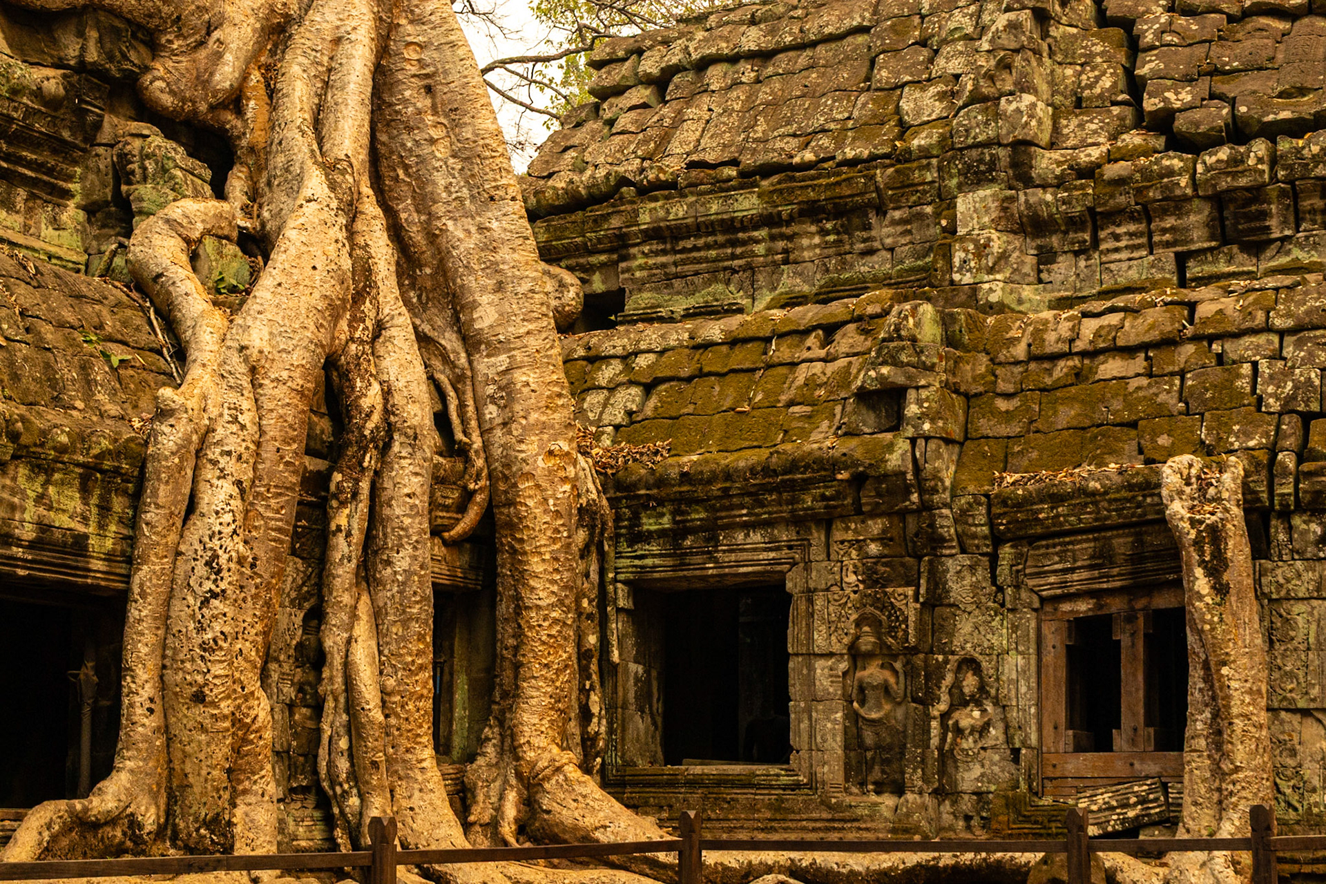 Roots of a Tetrameles, a large deciduous tree found across southern Asia.