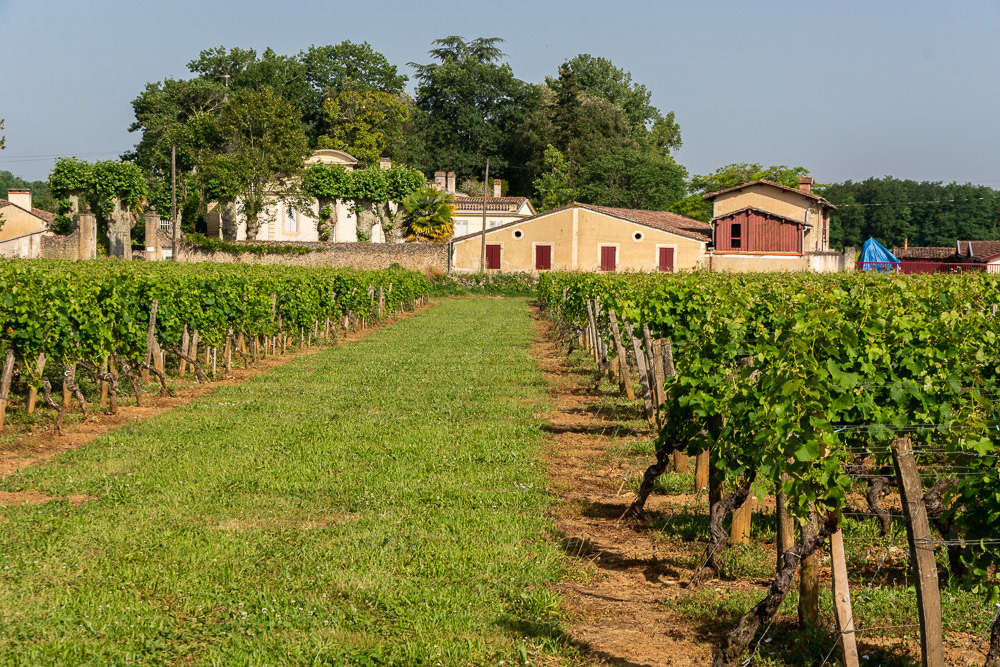 Chateau de Myrat - The 30 hectare Sauternes vineyard is planted to 88% Semillon, 8% Sauvignon Blanc and 4% Muscadelle.
