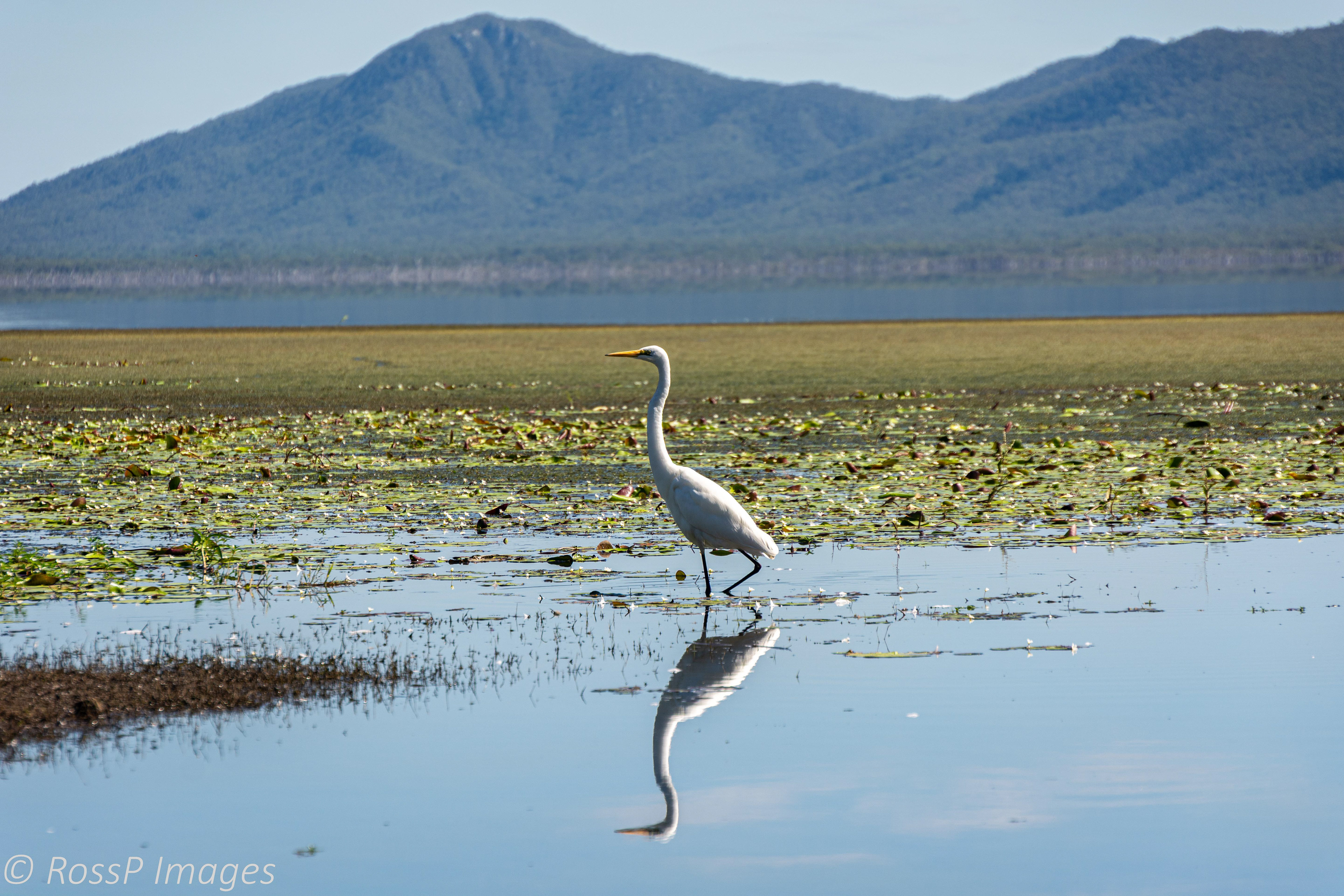 An Eastern Great Egret reflected in the mirrored surface.
