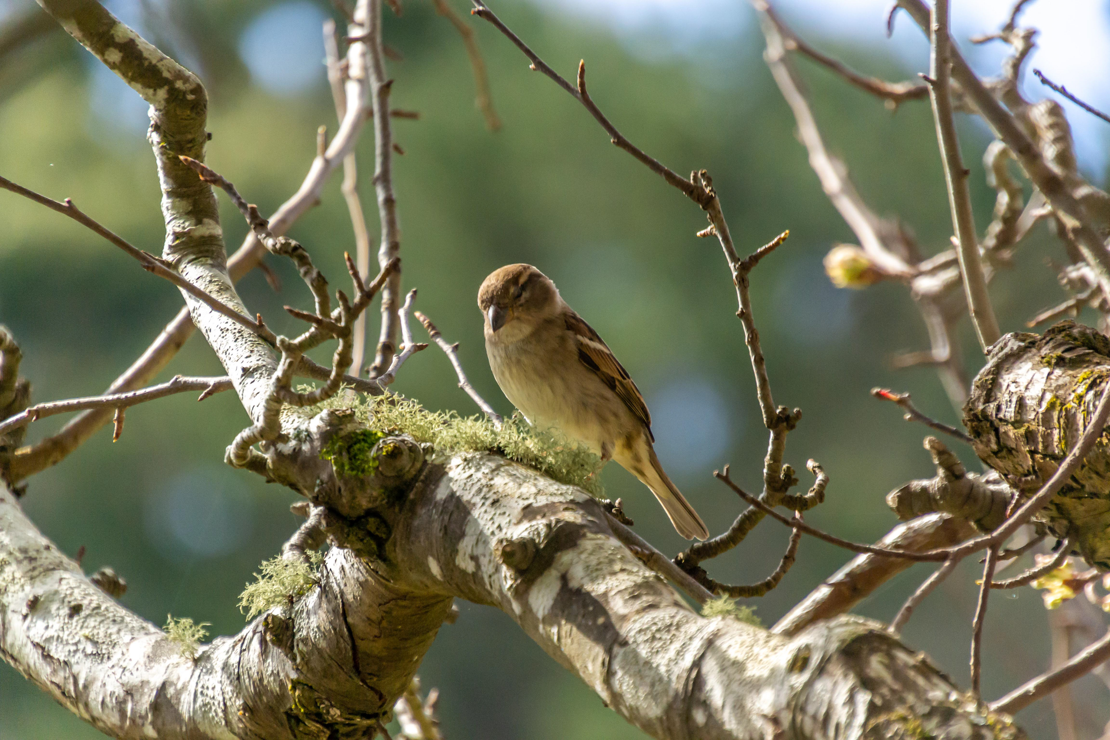 A Tawny Grassbird observes proceedings from above.