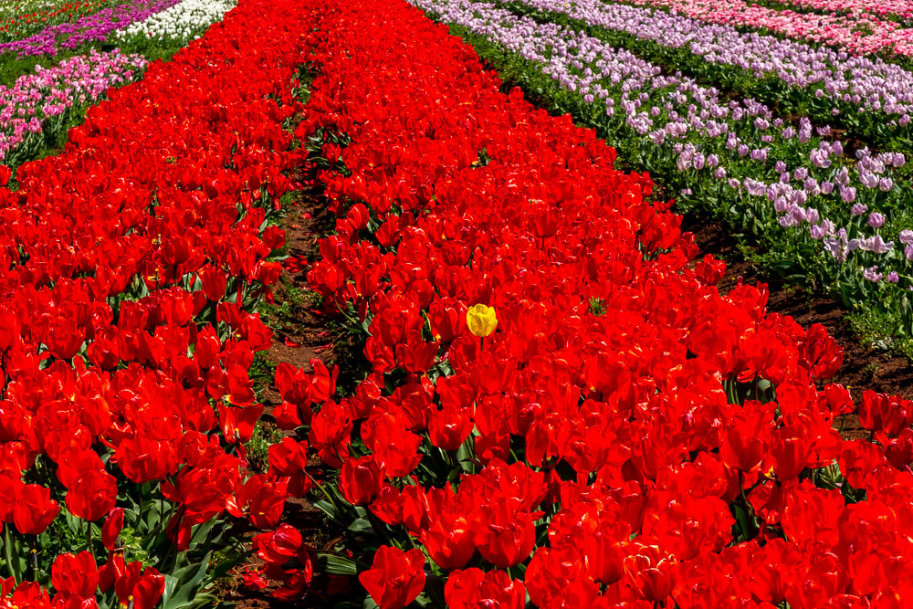A golden rebel peeks through a sea of red.