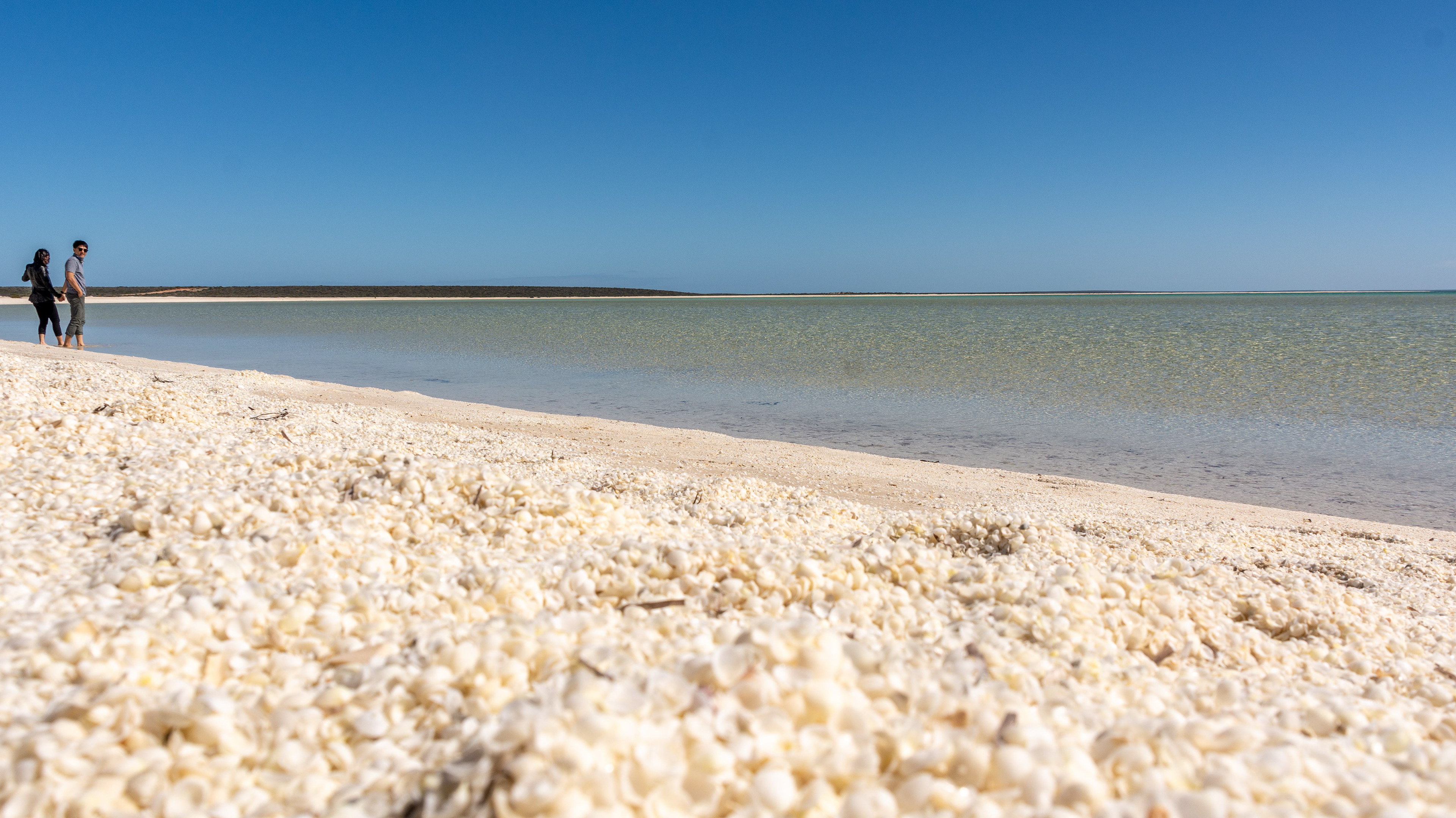 Shell Beach and Shark Bay - the beach named because its made up entirely of cockle shells.