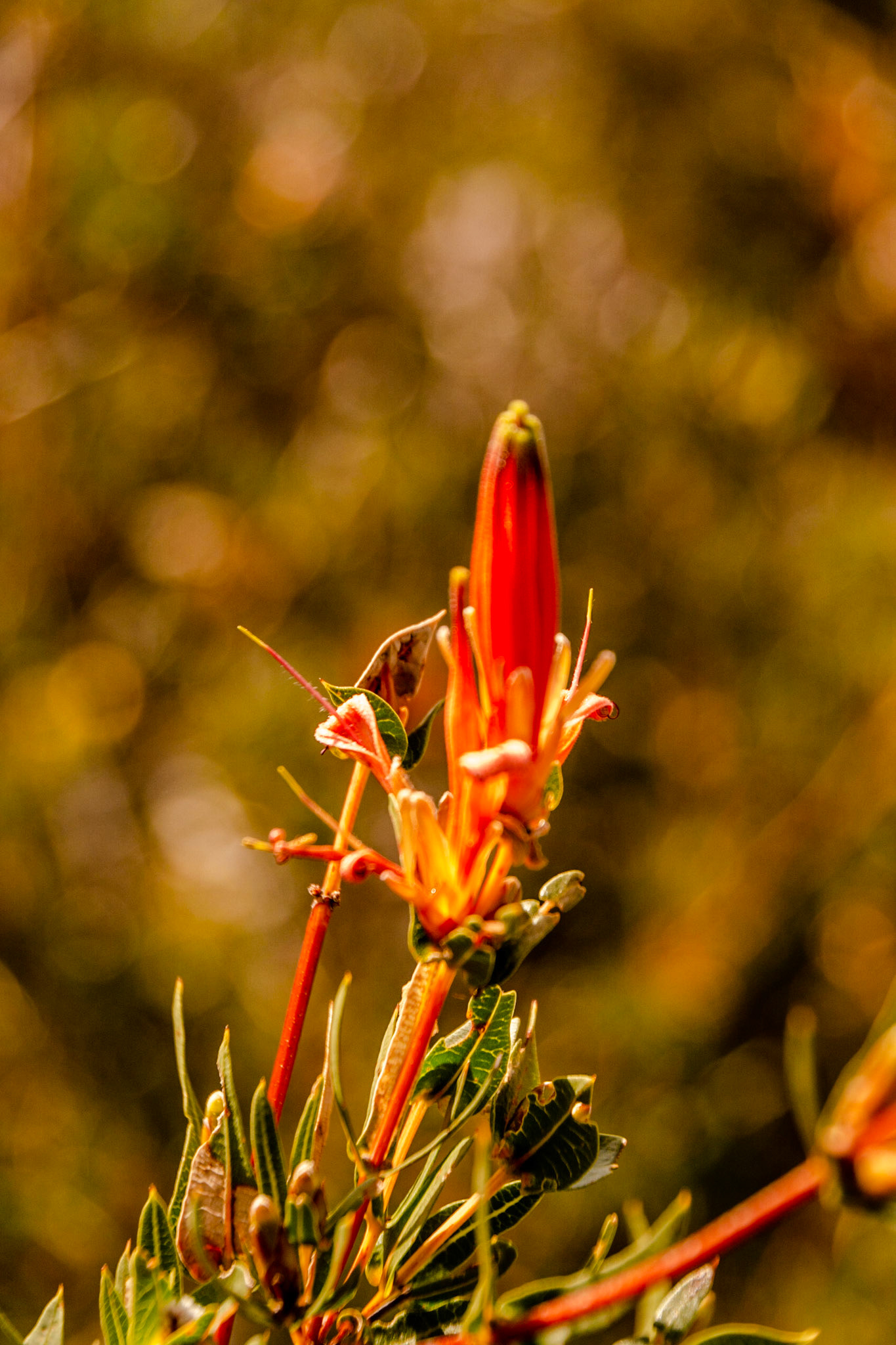 Lambertia multiflora Lindl. Many-flowered Honeysuckle.