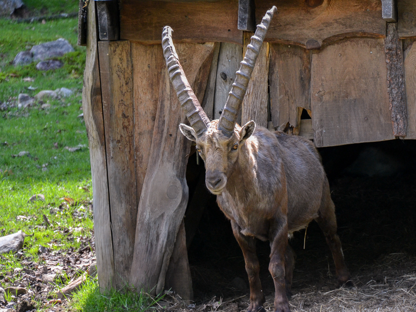 Alpine Ibex, native to Europe they likes rocky areas. Theses amazing climbers master their balance and can climb vertical walls within mountains.