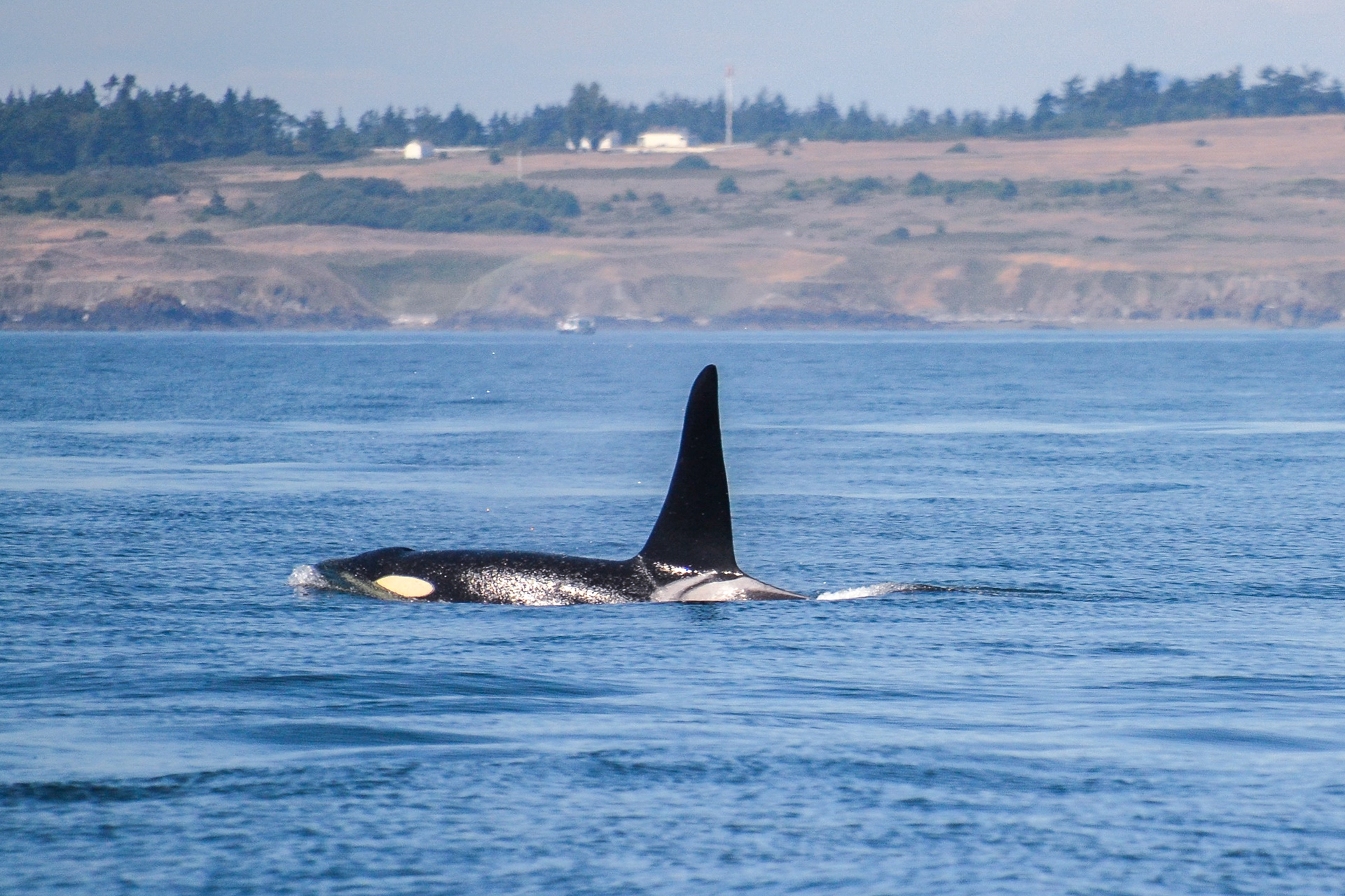 An Orca or Killer whales surface nearby, are actually the largest of the Dolphin family.