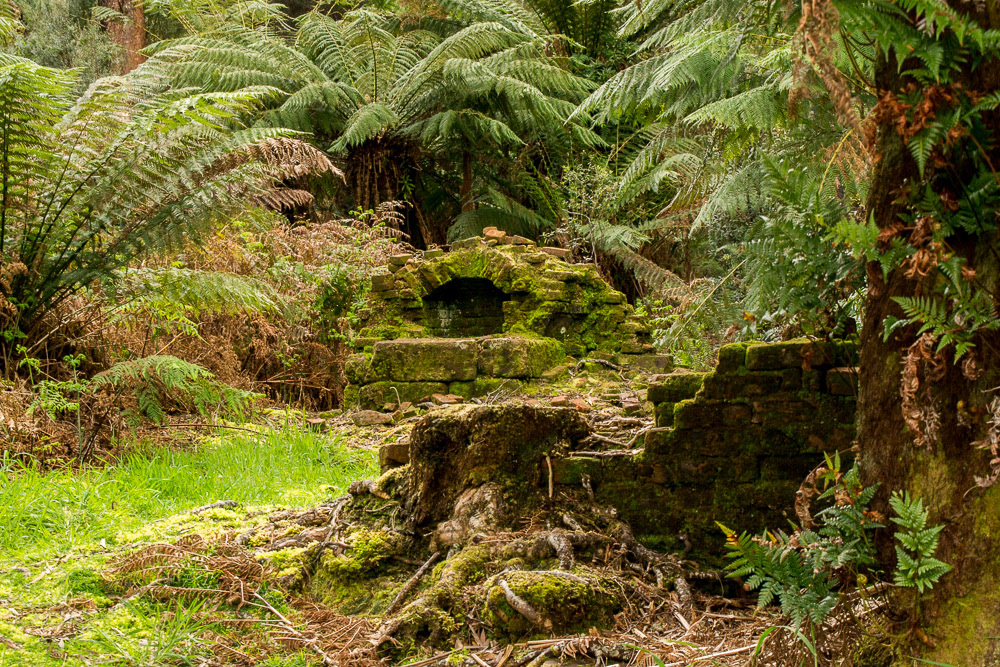 Moss covered bricks are dotted throughout a forest of tree ferns.