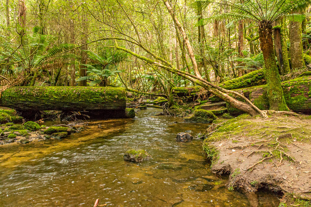 Russell Creek downstream of the falls.