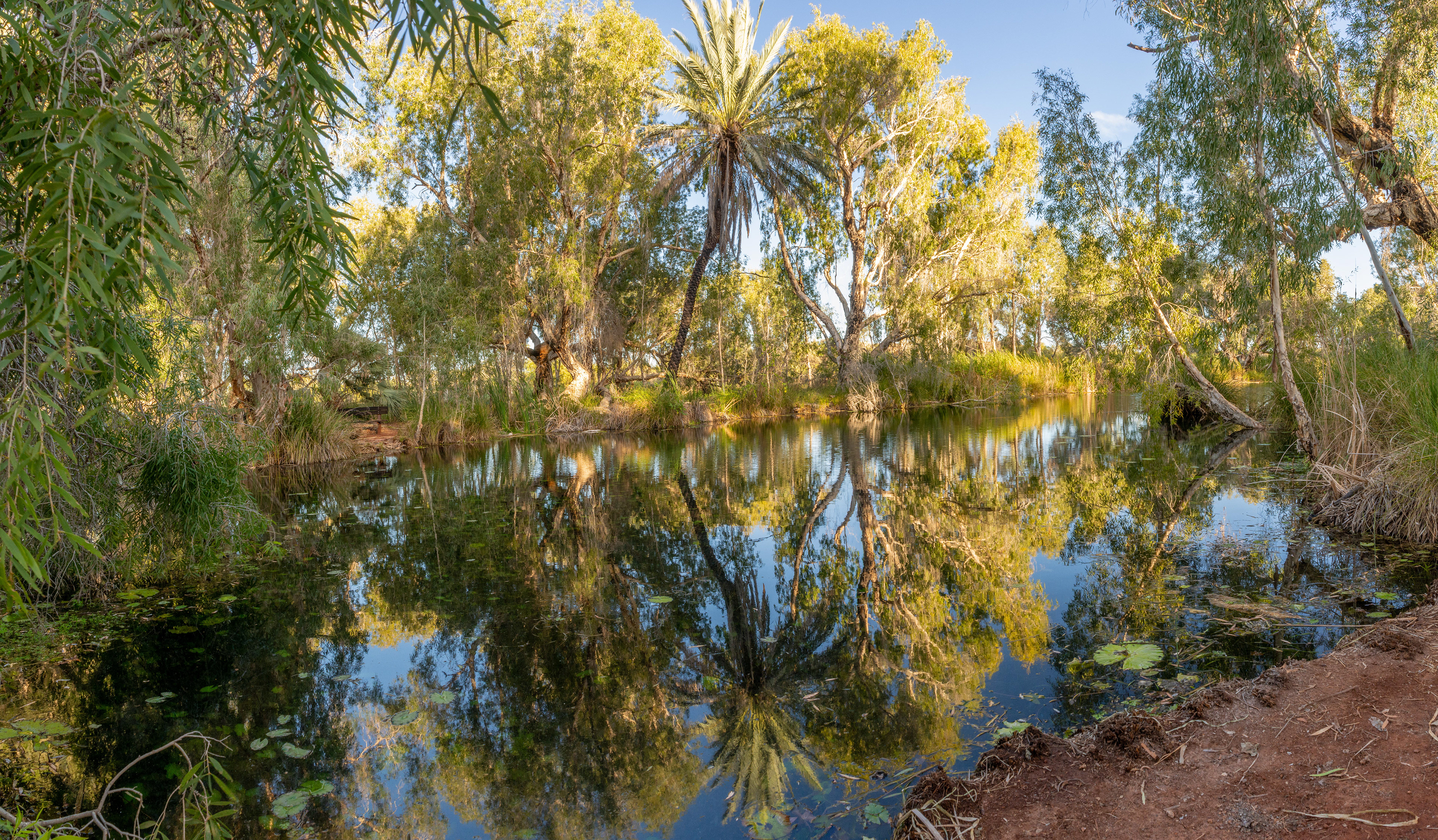 Millsteram Creek riparian vegetation, a veritable oasis.