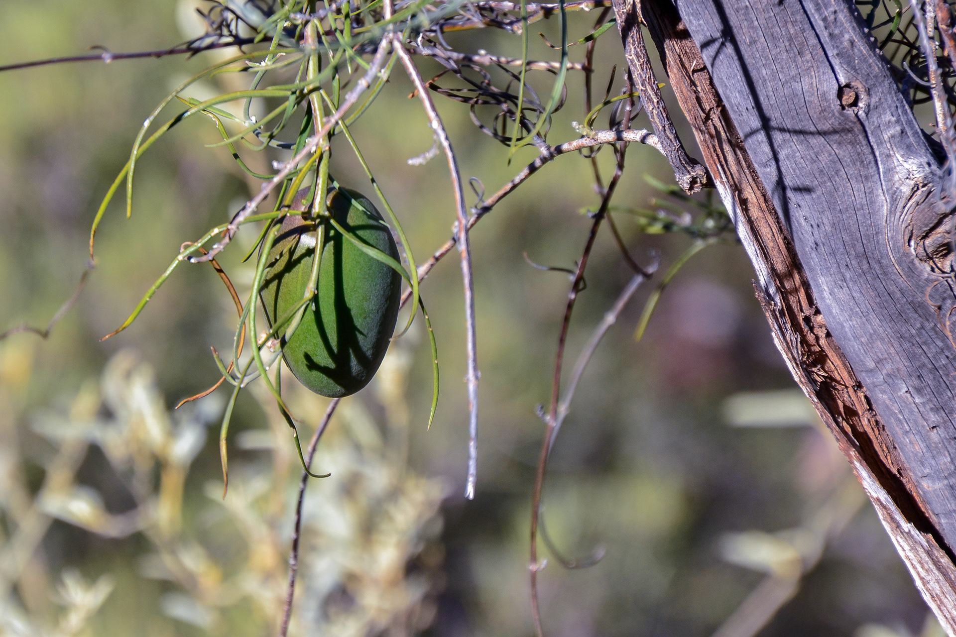 A seed pod from a Kapok tree hangs tantalizingly close to the track.
