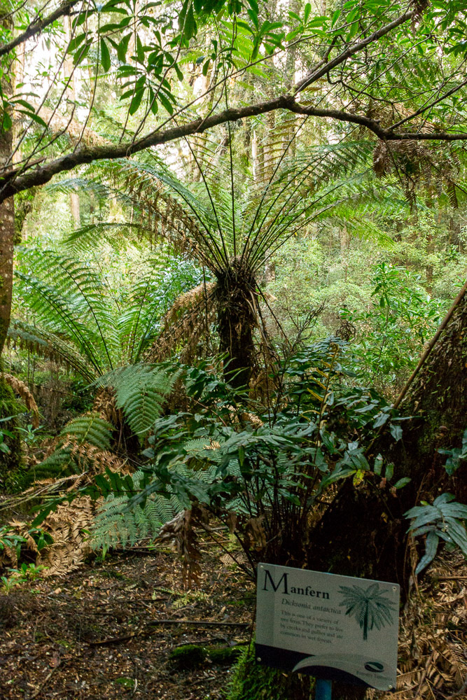 A "Manfern" tree explained.