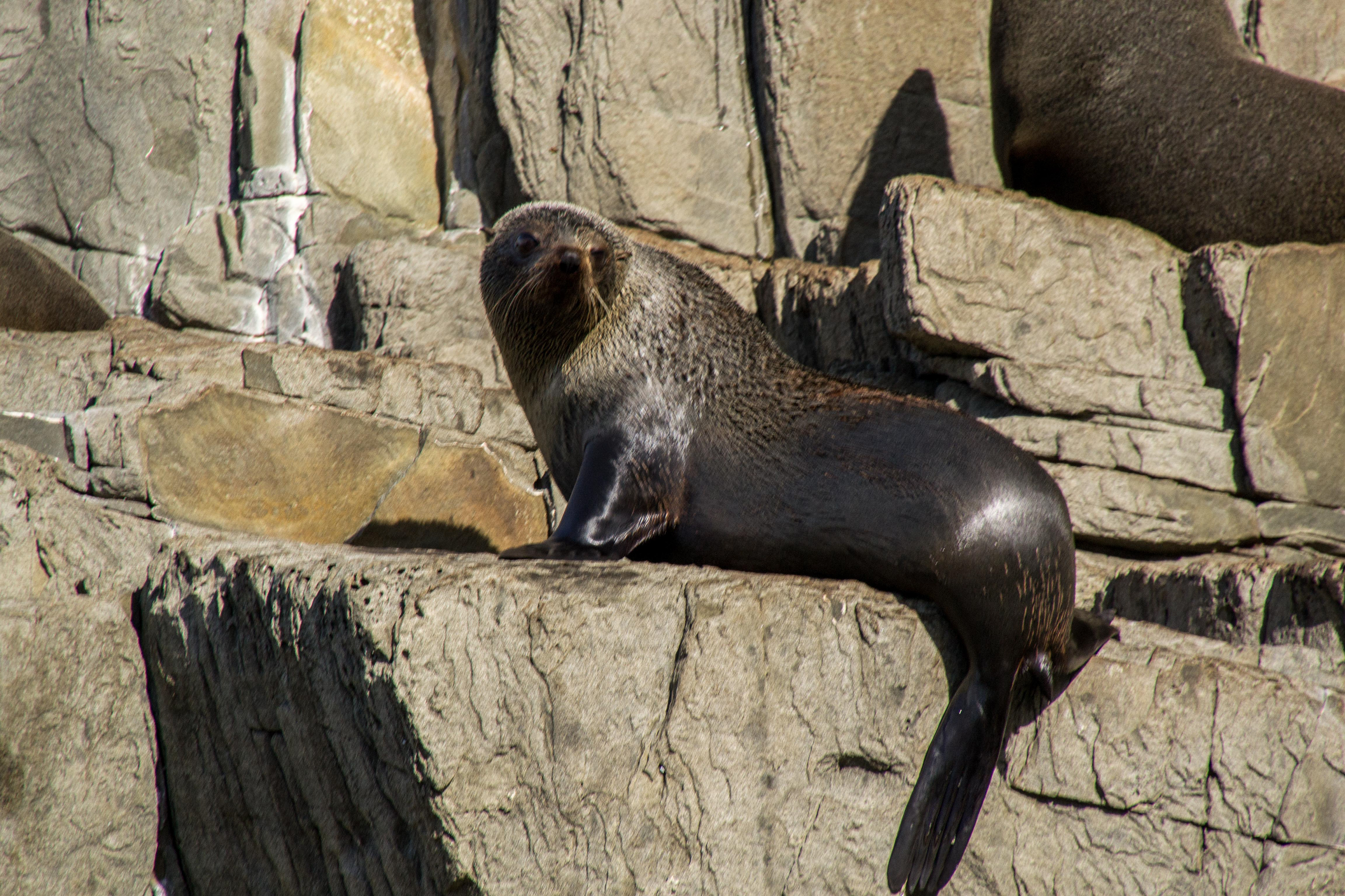 This seal watches as we cruise past its lofty perch.