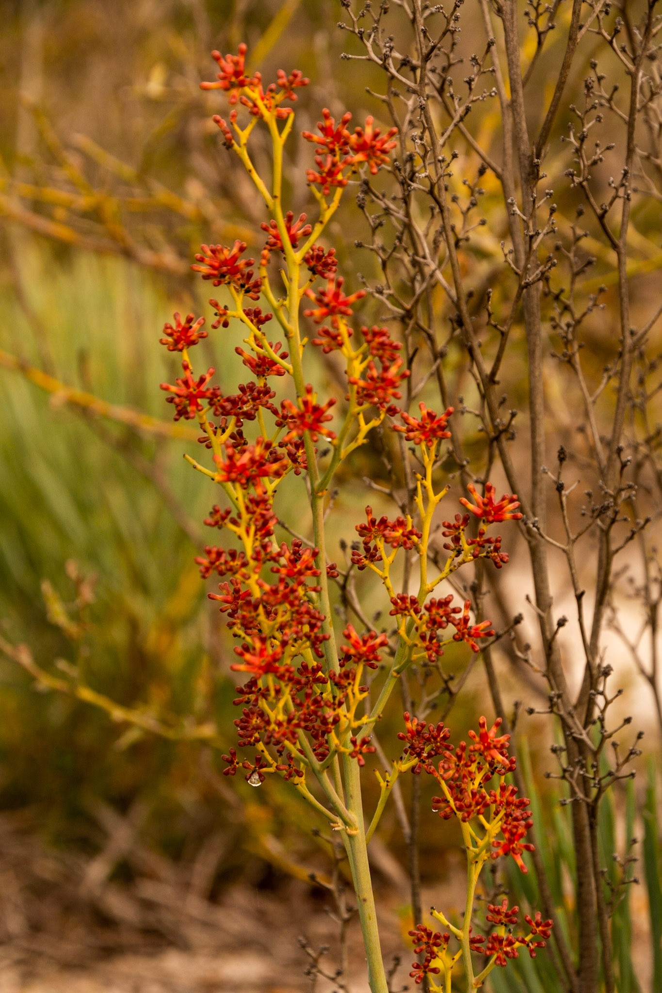 Wildflowers of all shapes and colour abound throughout the park.