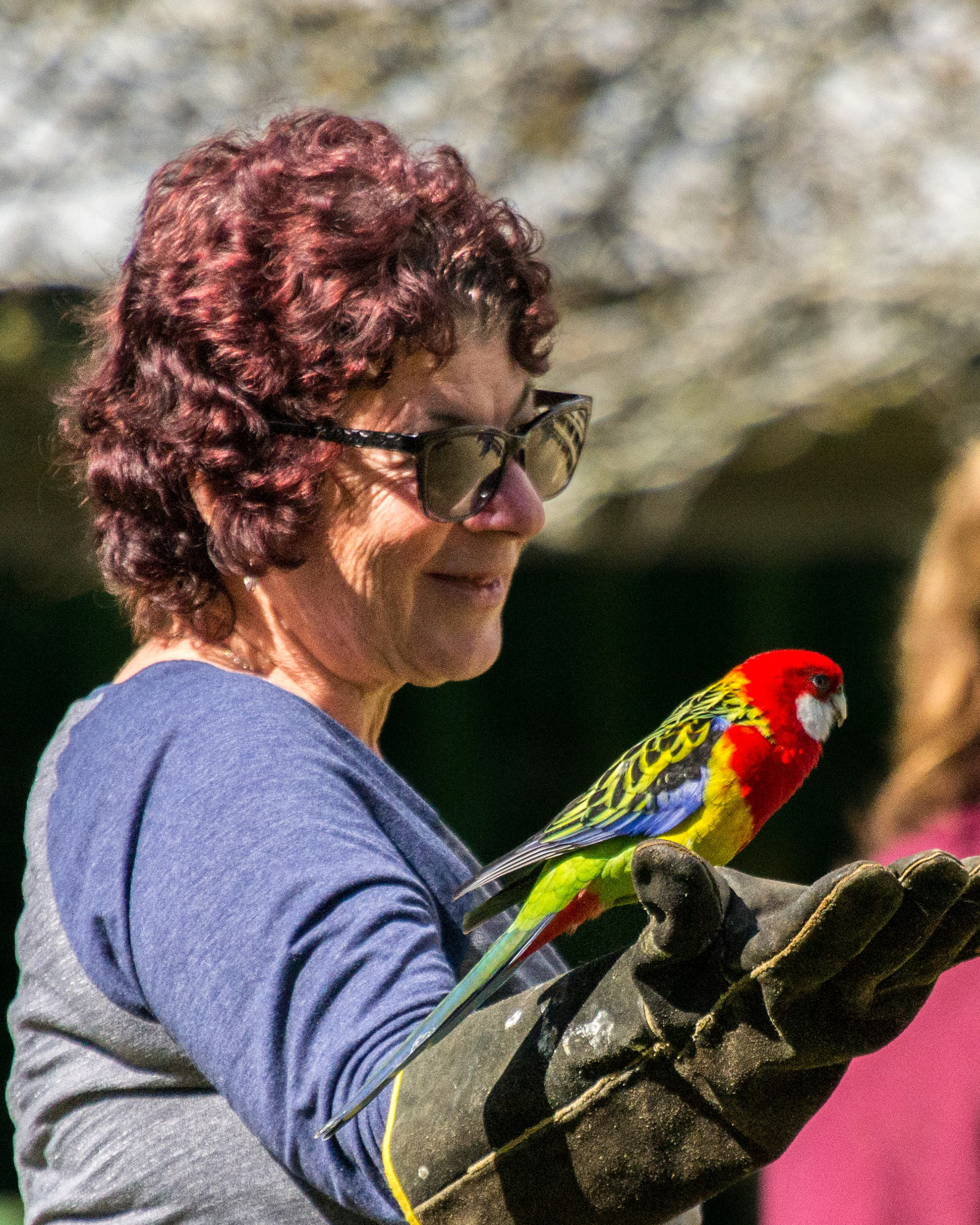 Cher and the Eastern Rosella.