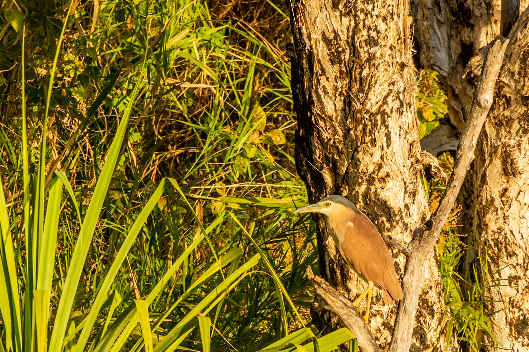 A Nankeen Night-Heron watches intently for prey