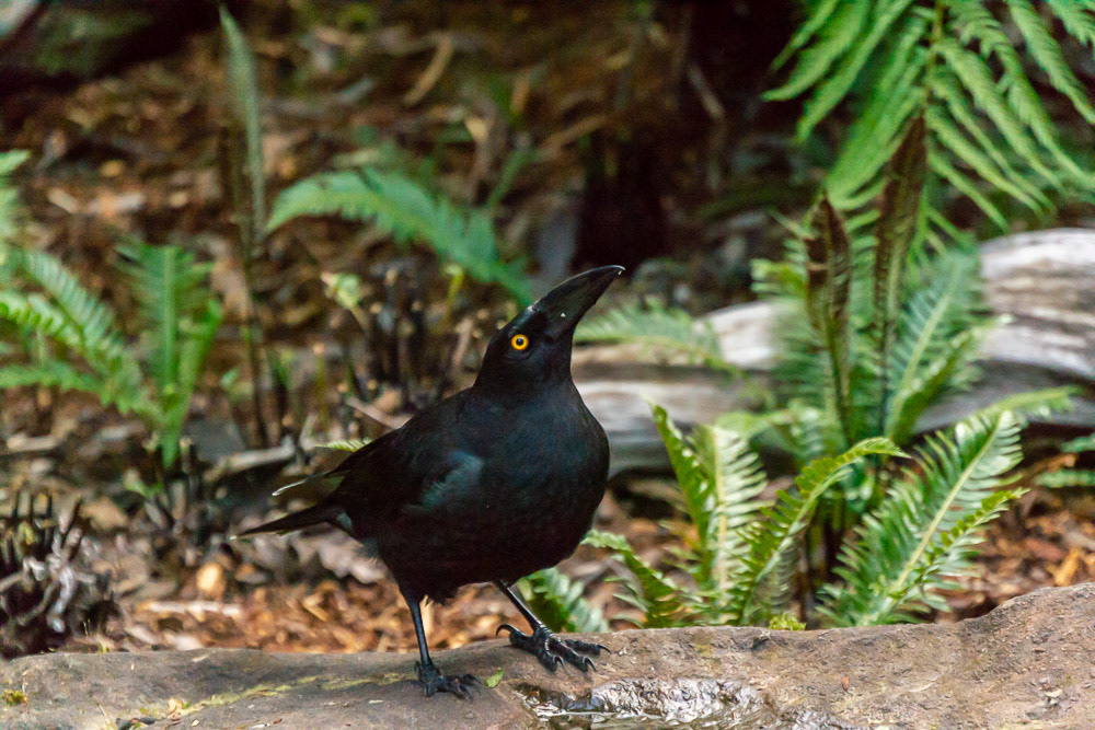 The bright yellow eye of a Black Currawong stands out from it's black bill. Unseen is it's black body and white tips to the flight-feathers and tail.