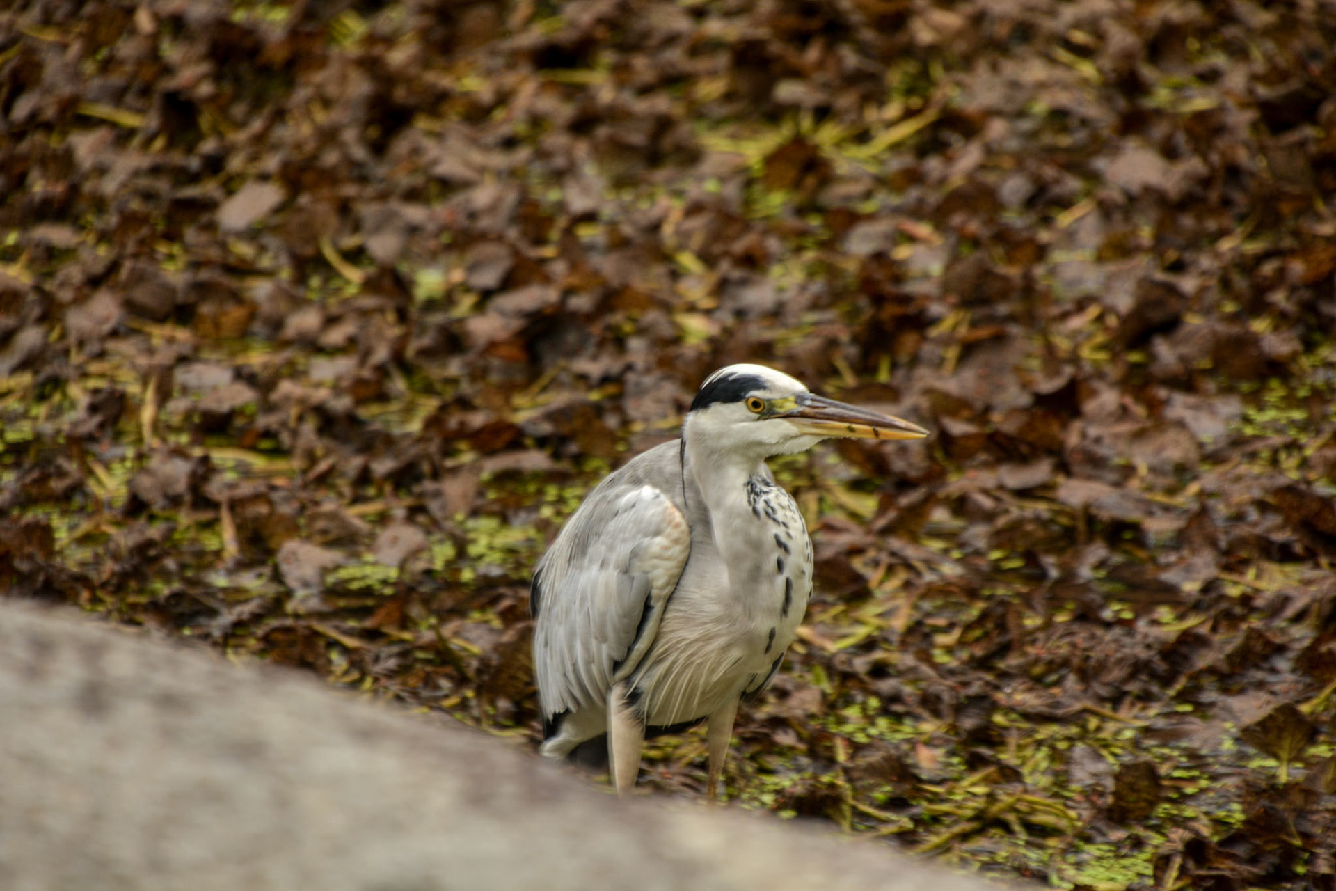 A Great Blue Heron stands knee-deep in the weed covered water of the moat waiting to strike a feed.