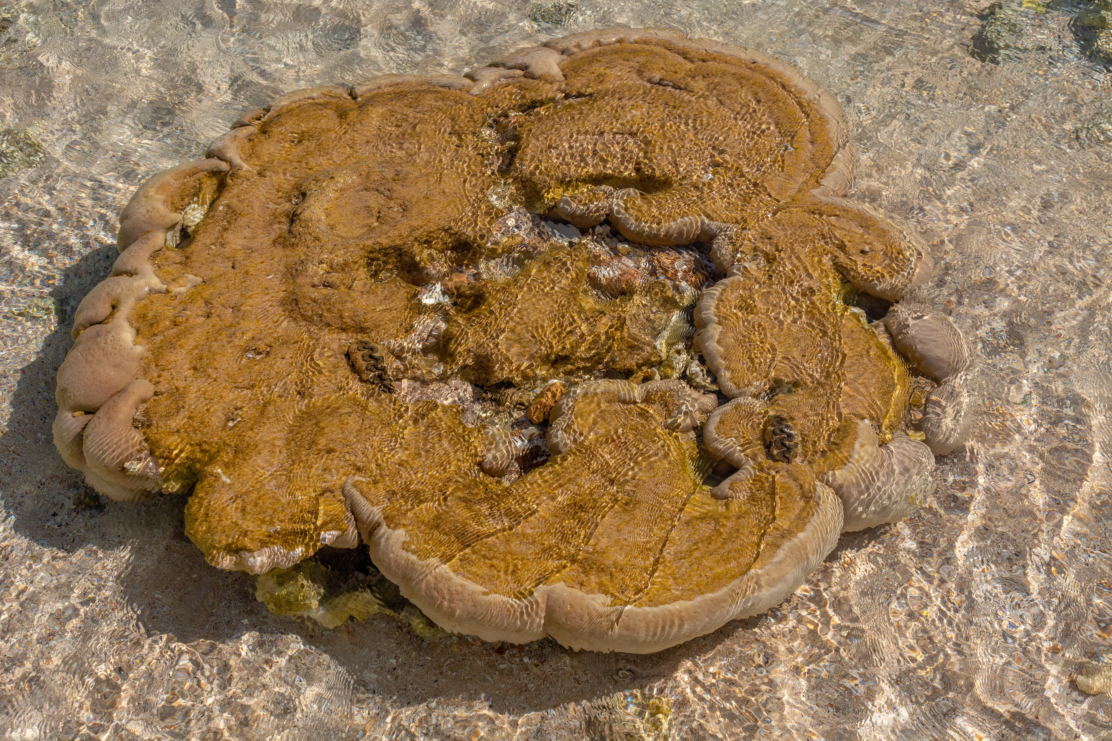 Quobba Station beach - coral exposed at low tide.