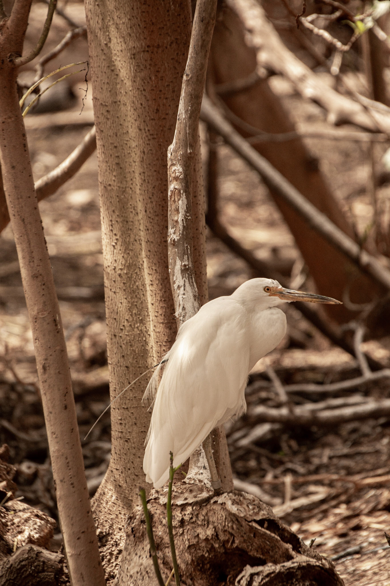 A Pacific Reef Heron with a tracking device.