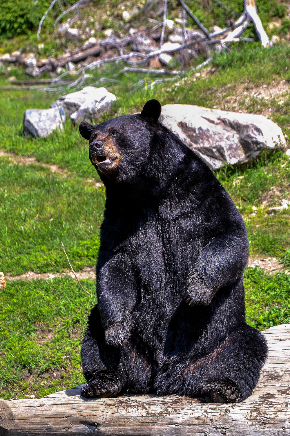 as we approach this male Black Bear waits for a treat from the rangers.
