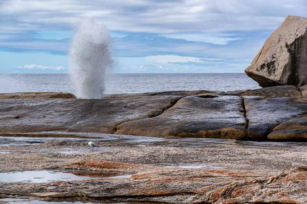 The Bicheno blowhole provides a spectacular show even on a relatively calm day.