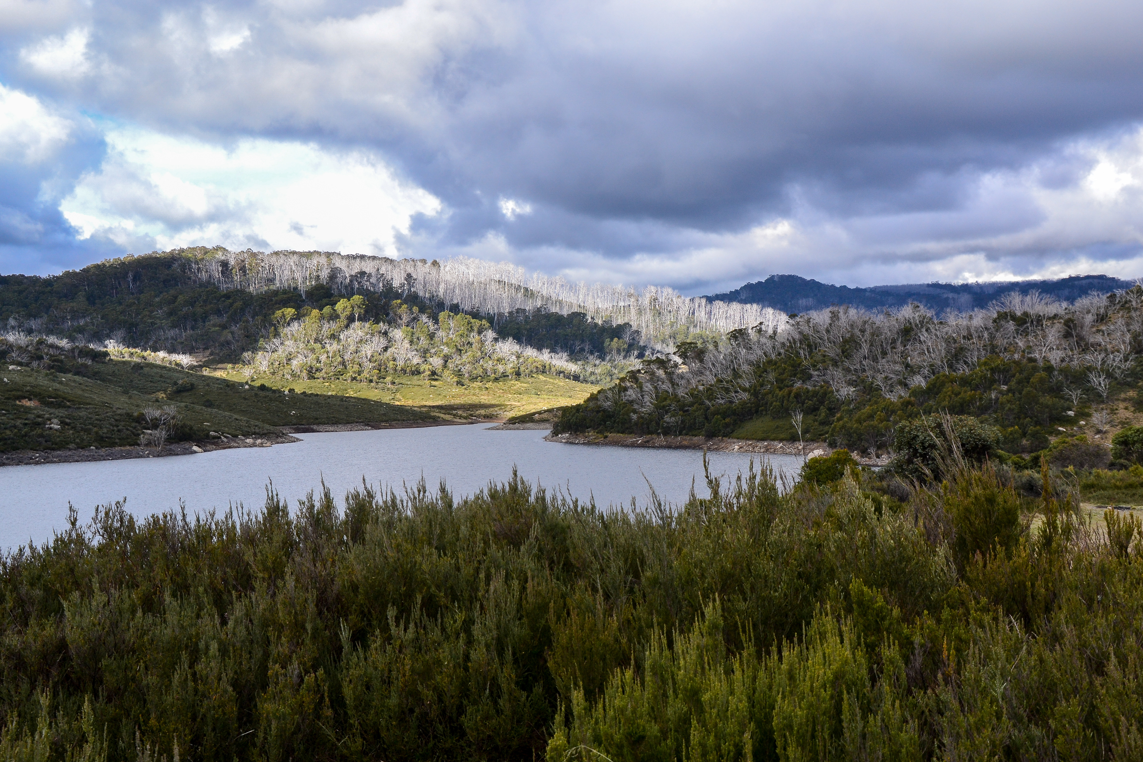 Afternoon sun lights the silver Snow-gum trees where it breaks through the cloud cover.